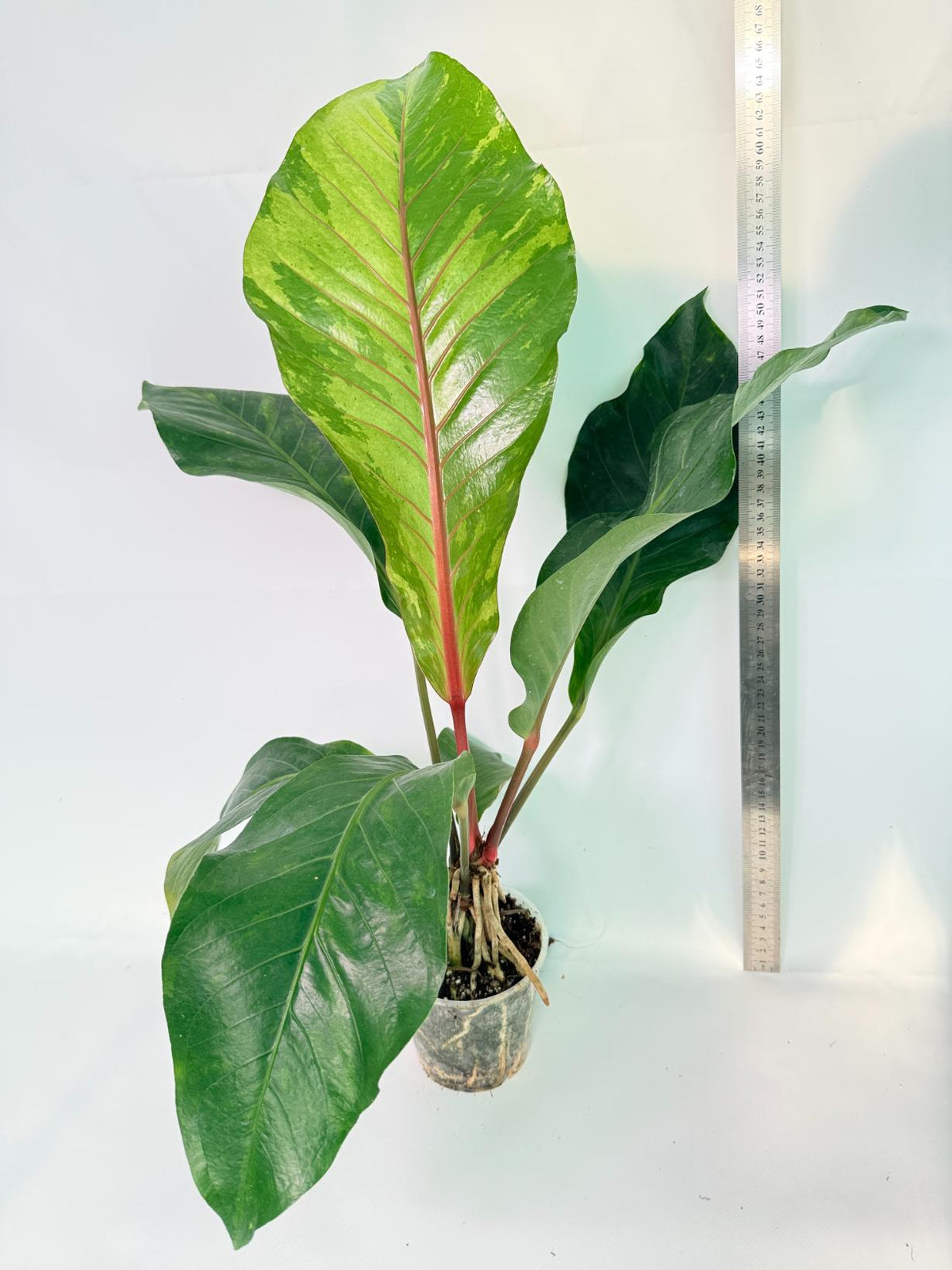Anthurium hookeri variegato XL 11