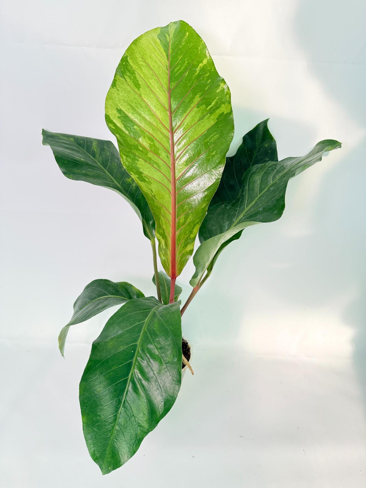Anthurium hookeri variegato XL 01