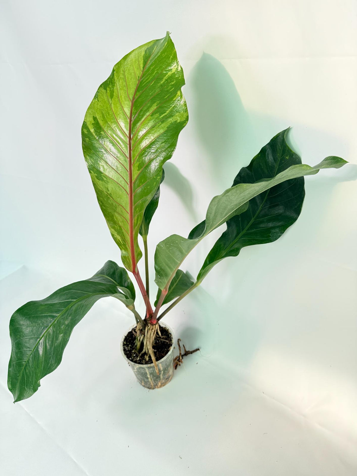 Anthurium hookeri variegato XL 02