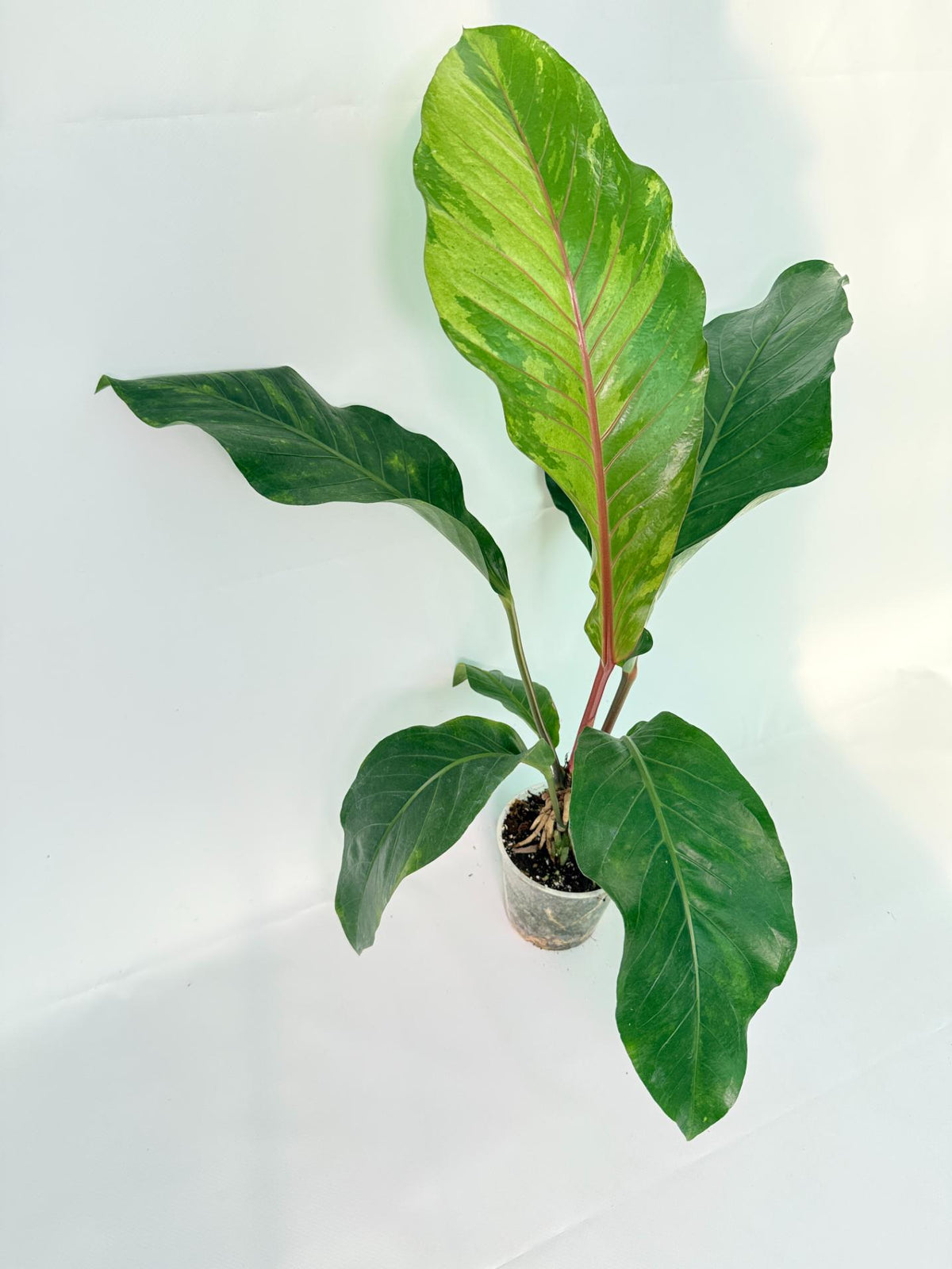 Anthurium hookeri variegato XL 03