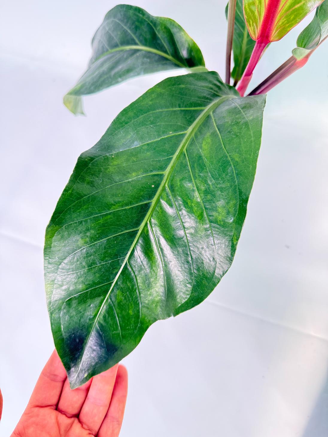 Anthurium hookeri variegato XL 04