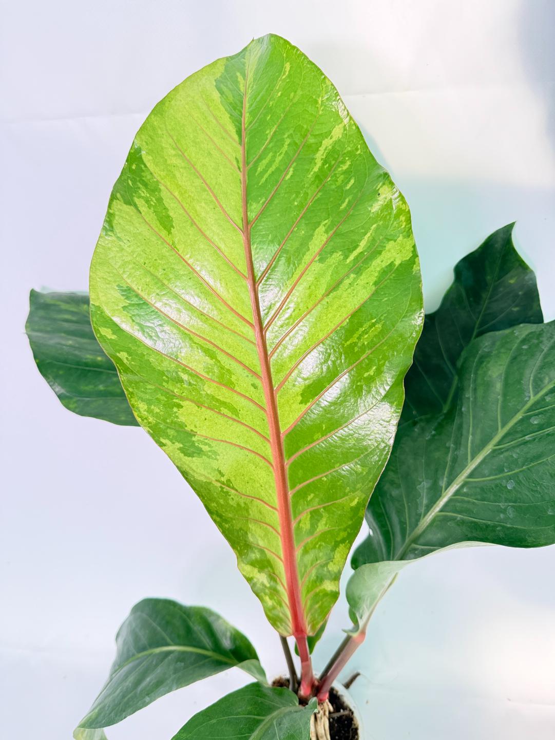 Anthurium hookeri variegato XL 05