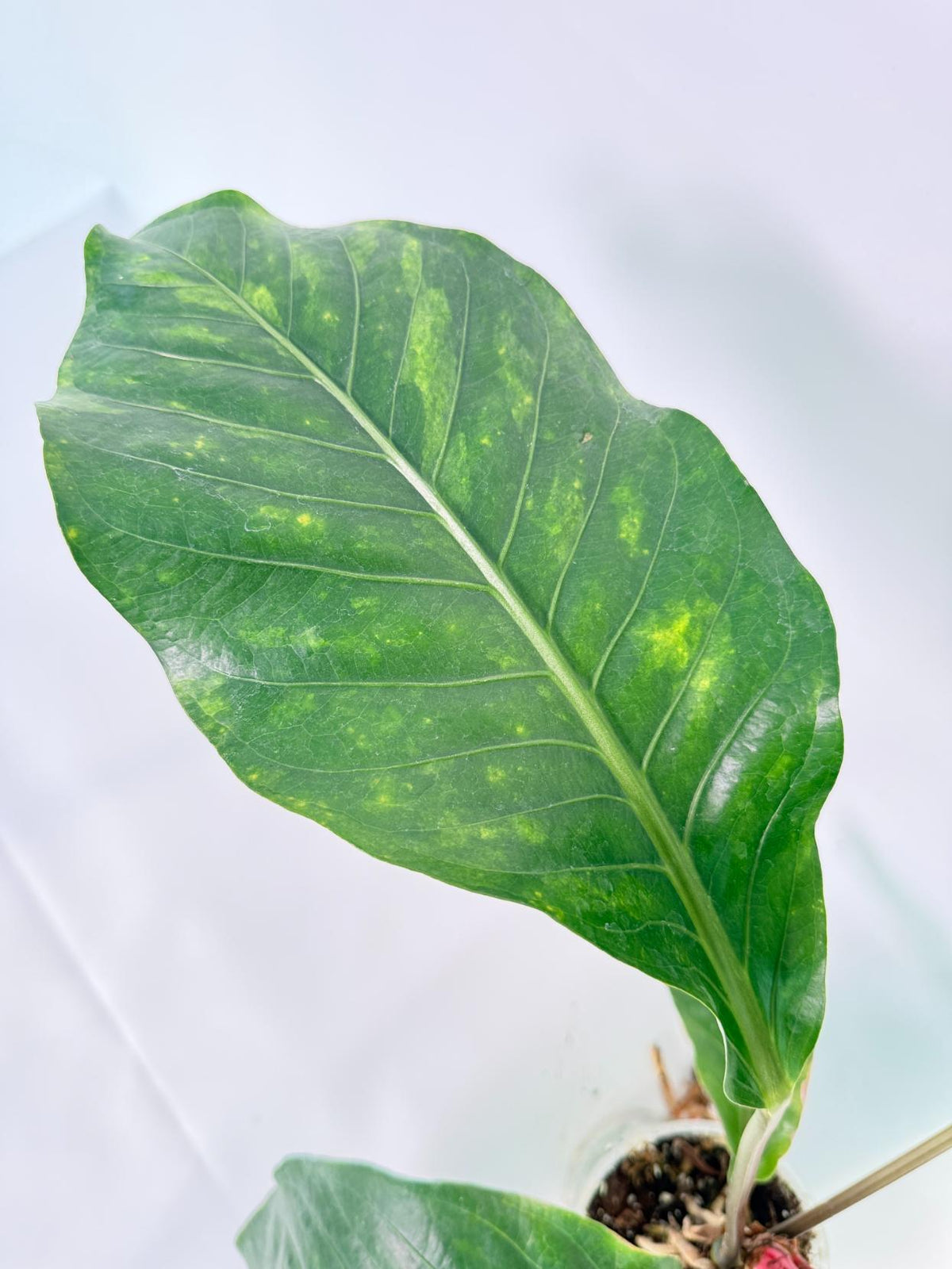 Anthurium hookeri variegato XL 06