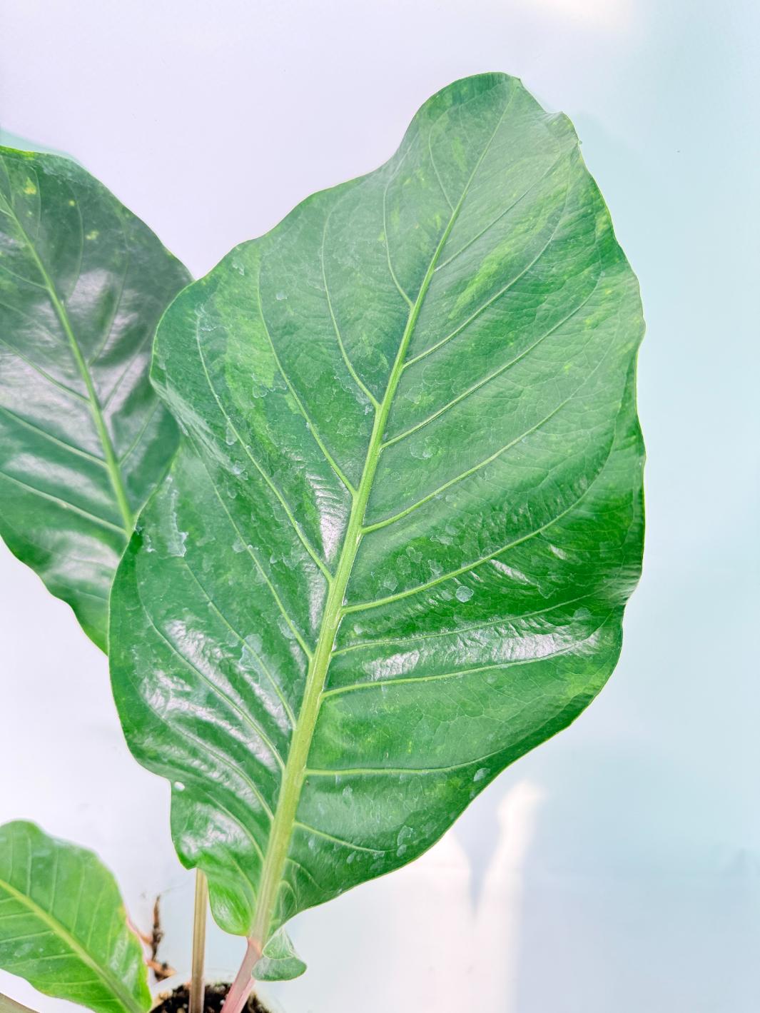 Anthurium hookeri variegato XL 07