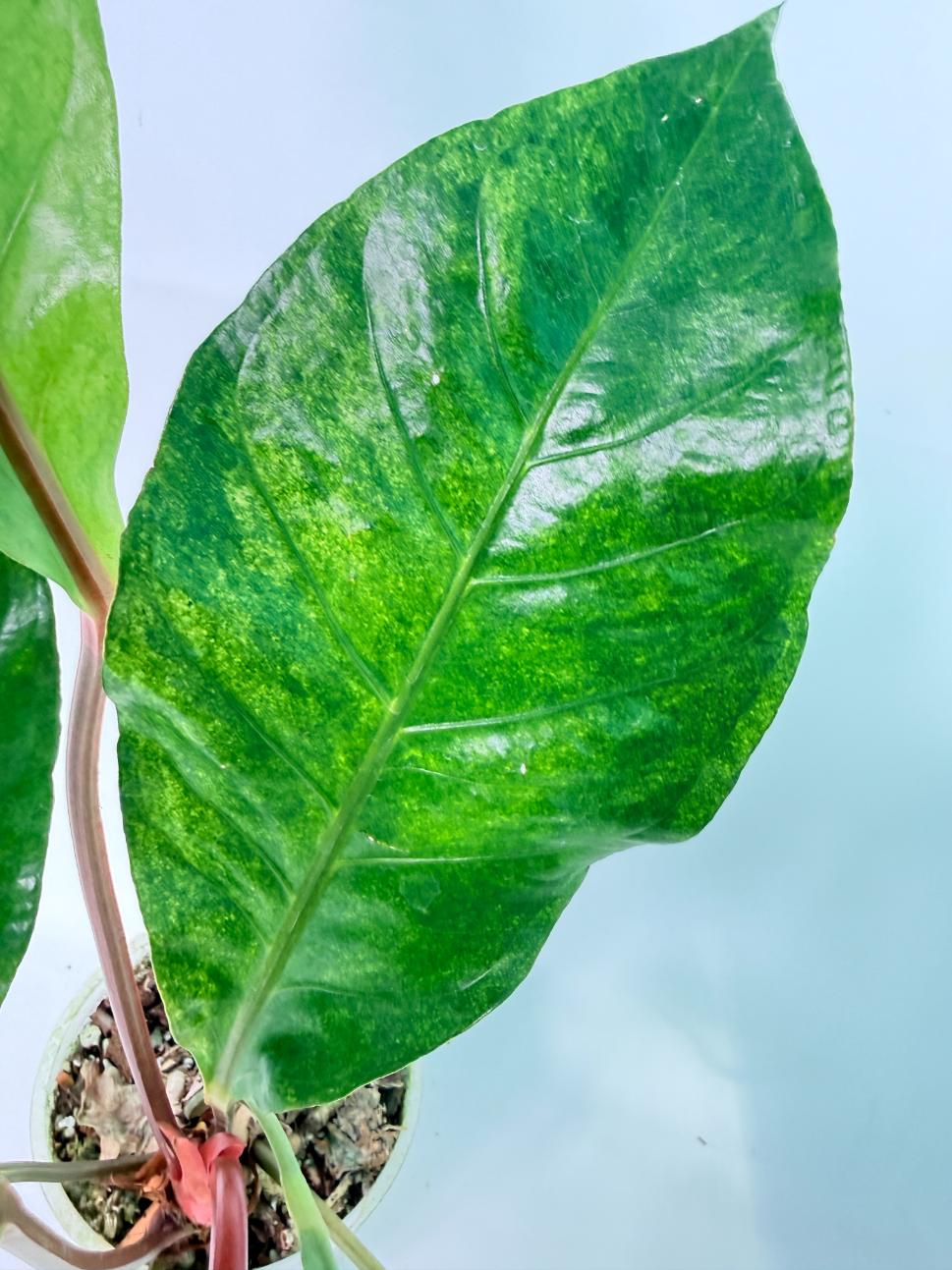 Anthurium hookeri variegato XL 08