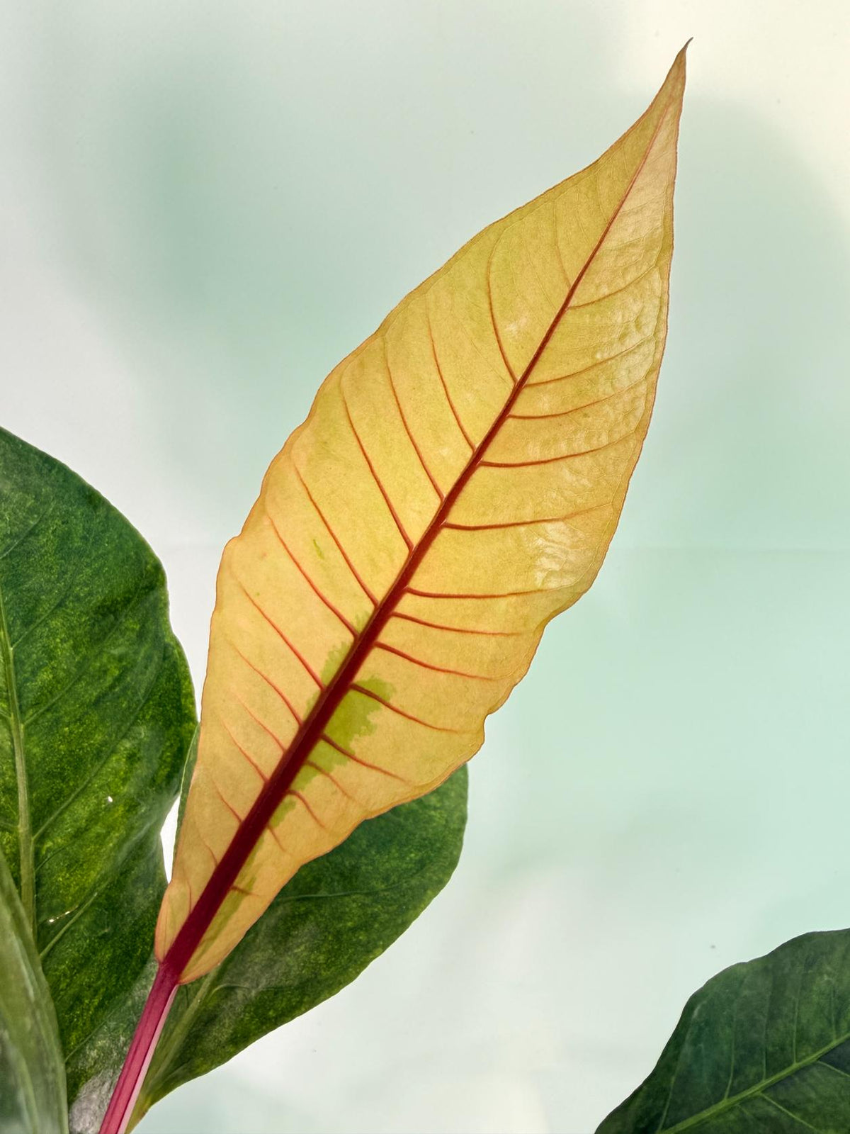 Anthurium hookeri variegato XL 09
