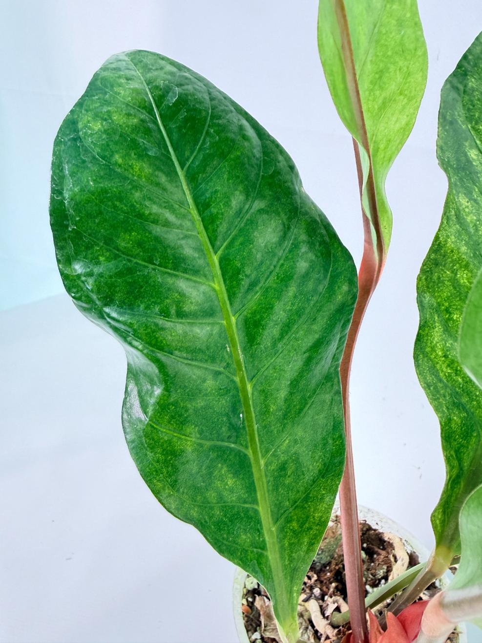 Anthurium hookeri variegato XL 10