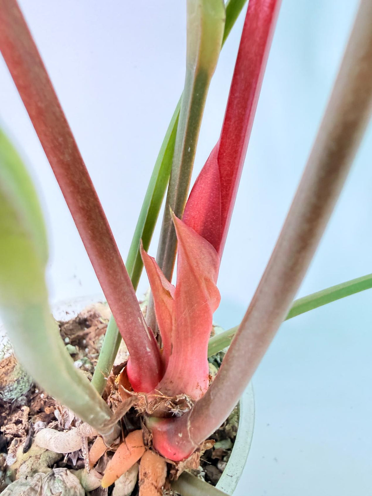Anthurium hookeri variegato XL 11