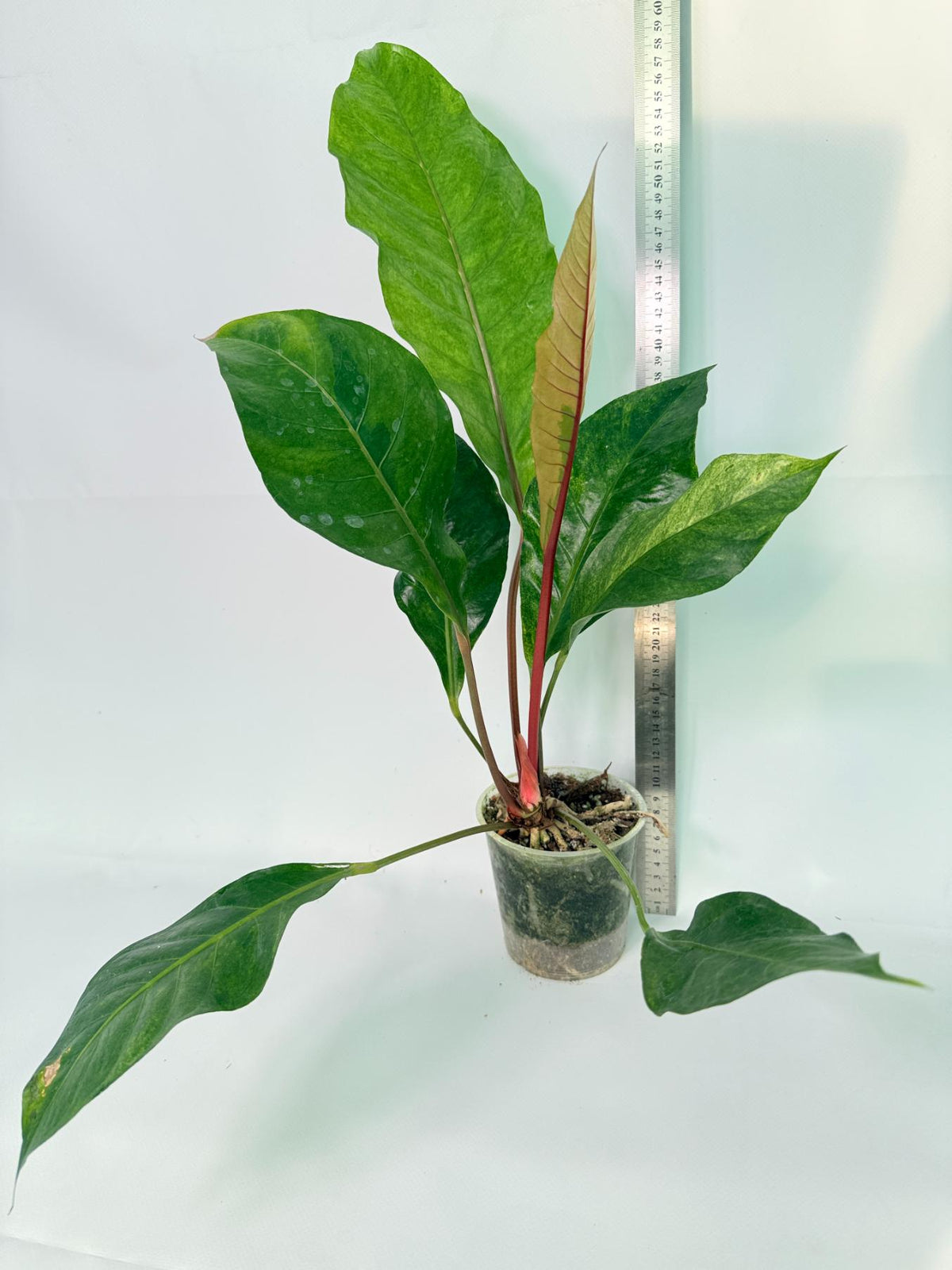 Anthurium hookeri variegato XL 12