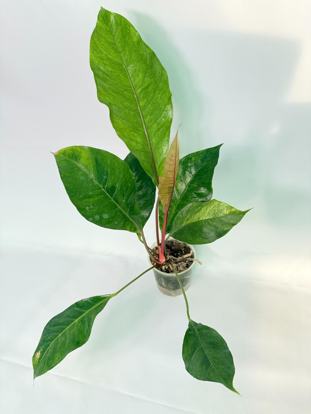 Anthurium hookeri variegato XL 01