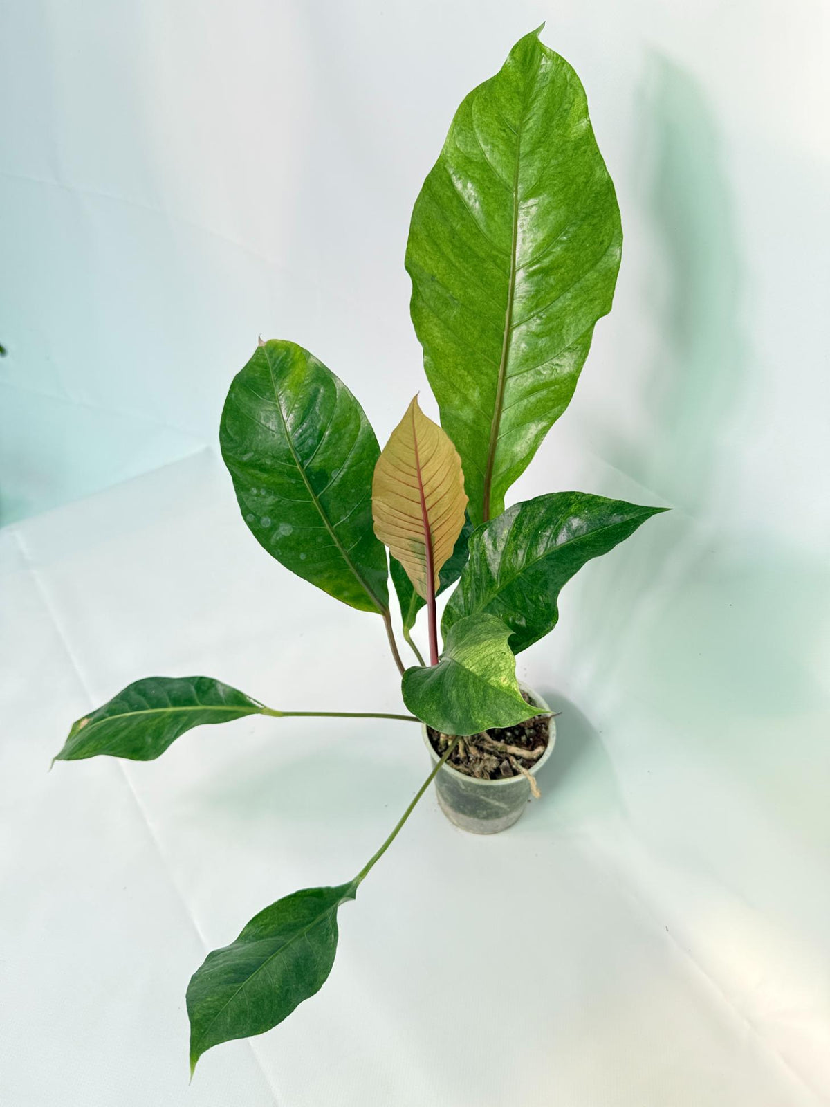 Anthurium hookeri variegato XL 02