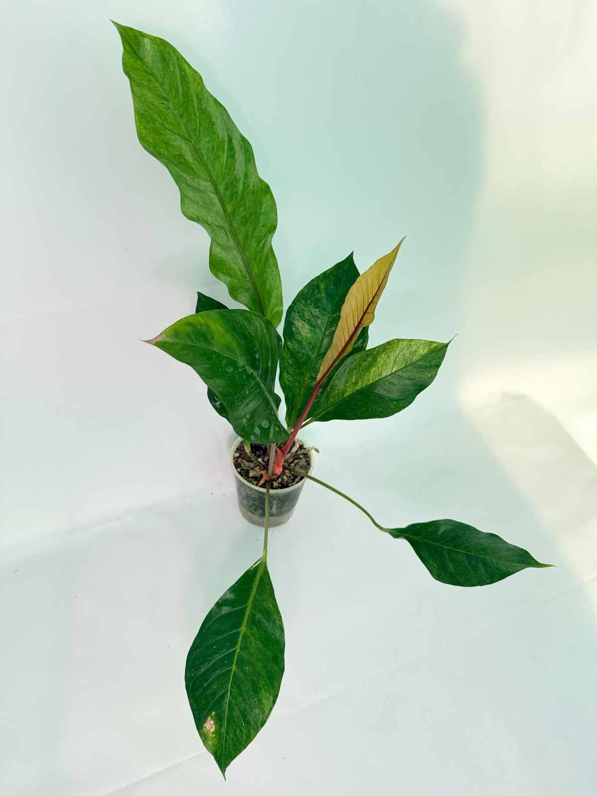 Anthurium hookeri variegato XL 03