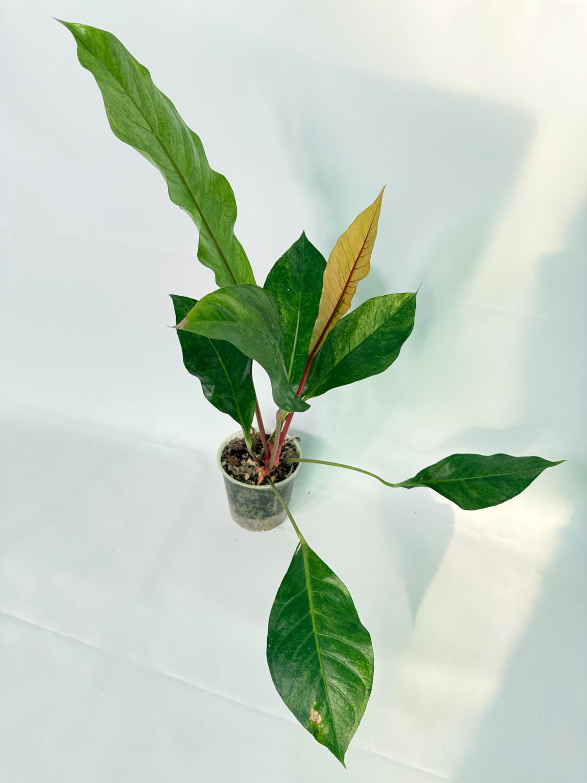 Anthurium hookeri variegato XL 04