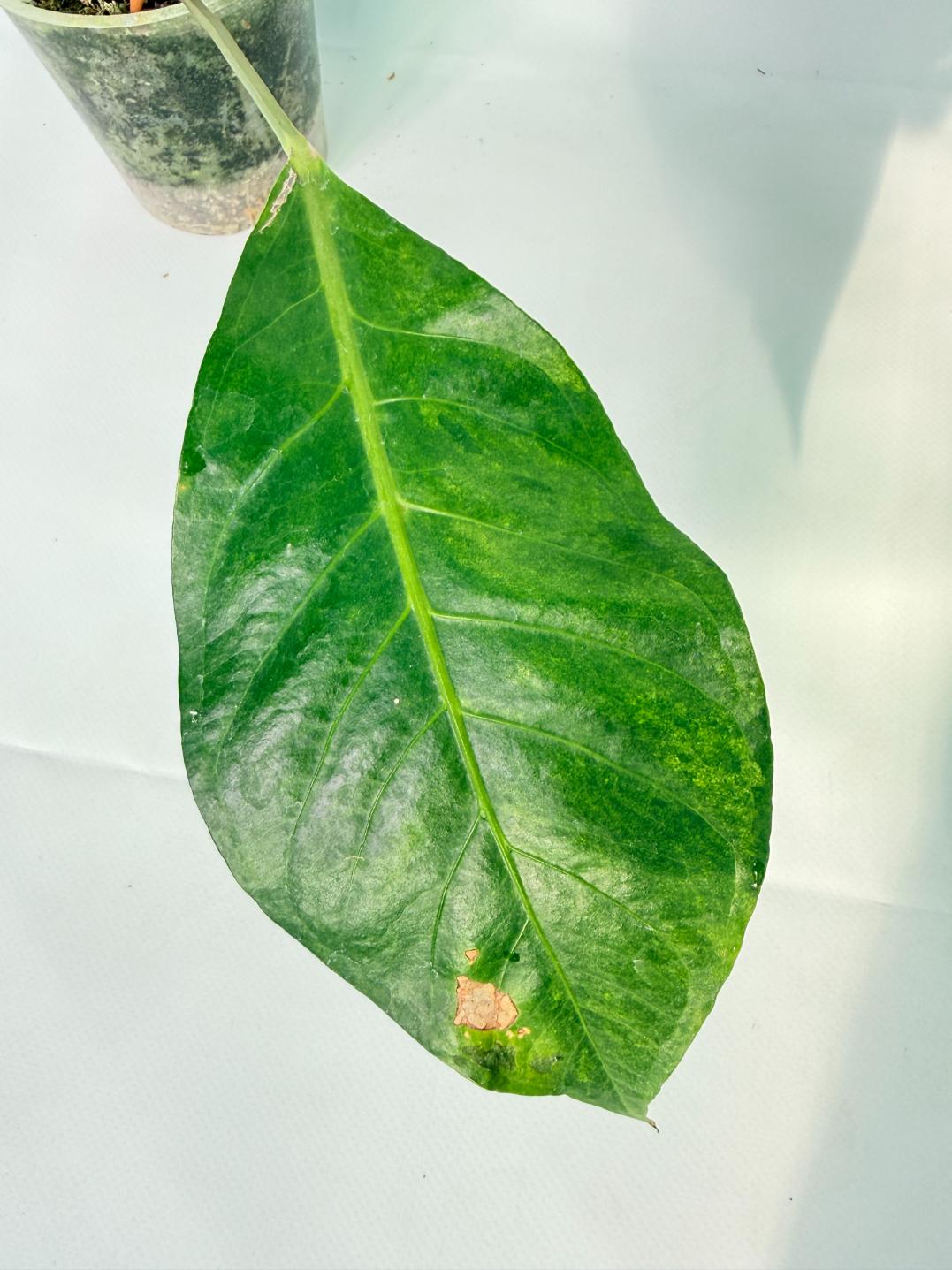 Anthurium hookeri variegato XL 05