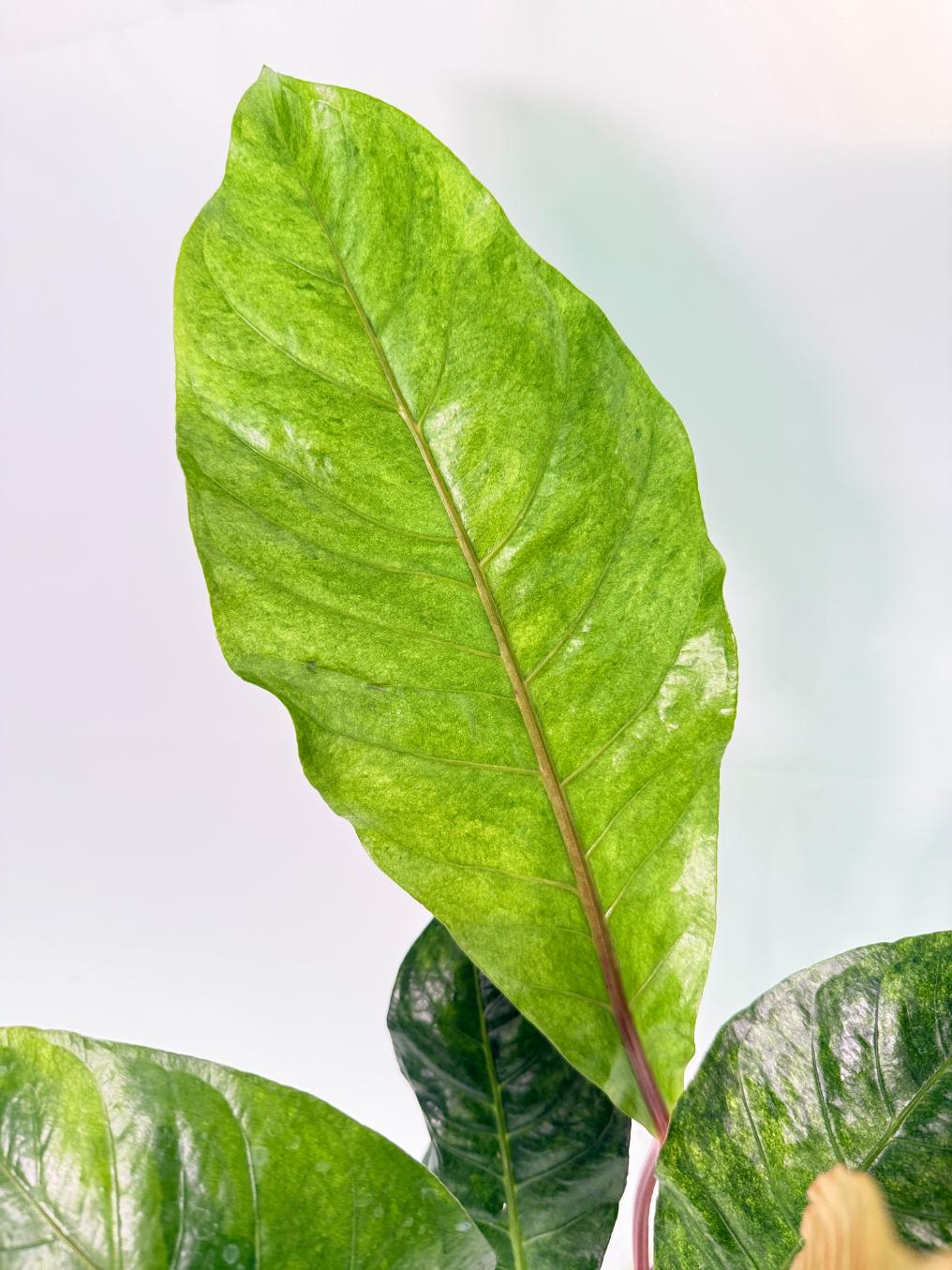 Anthurium hookeri variegato XL 06