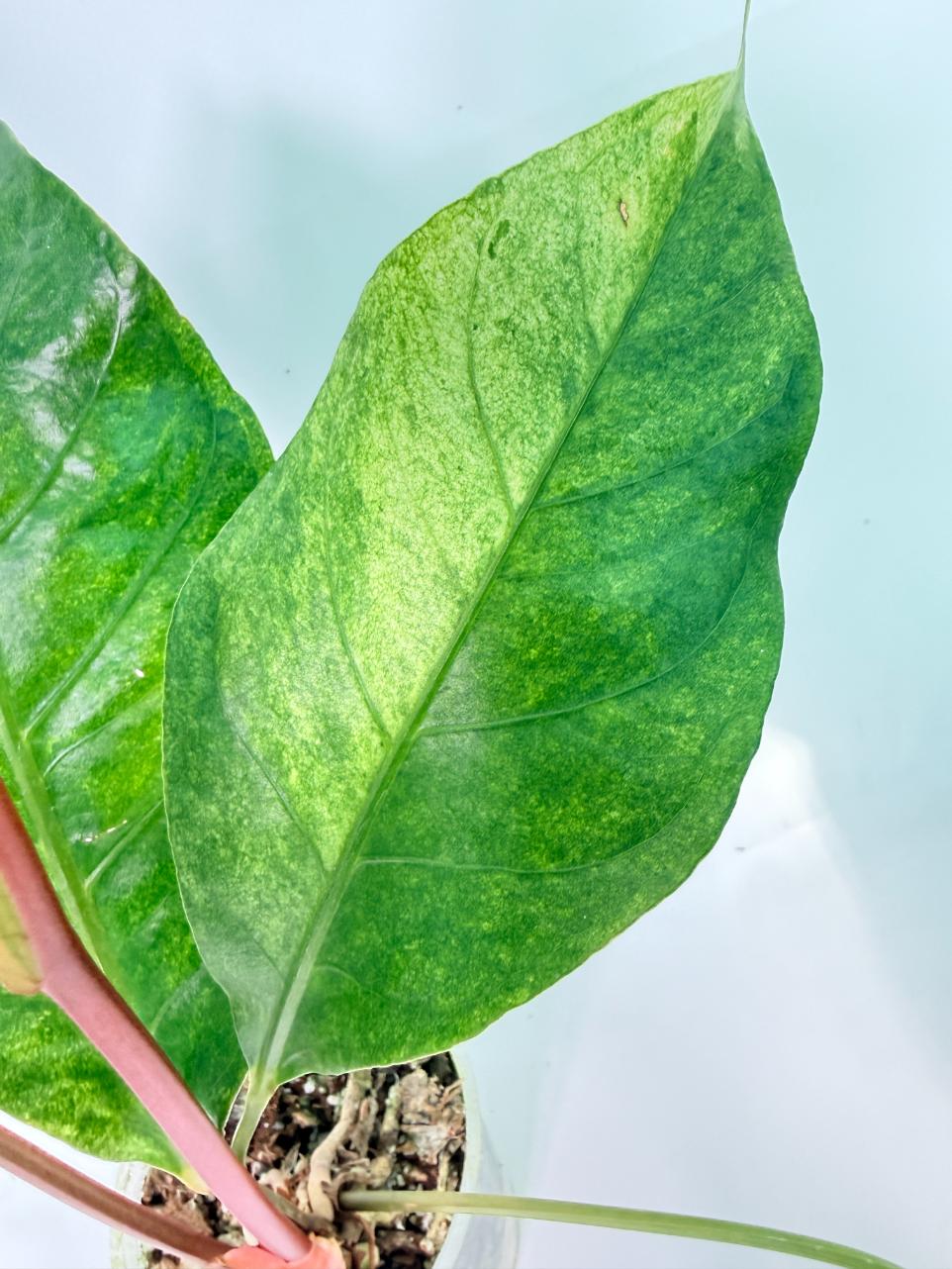 Anthurium hookeri variegato XL 07