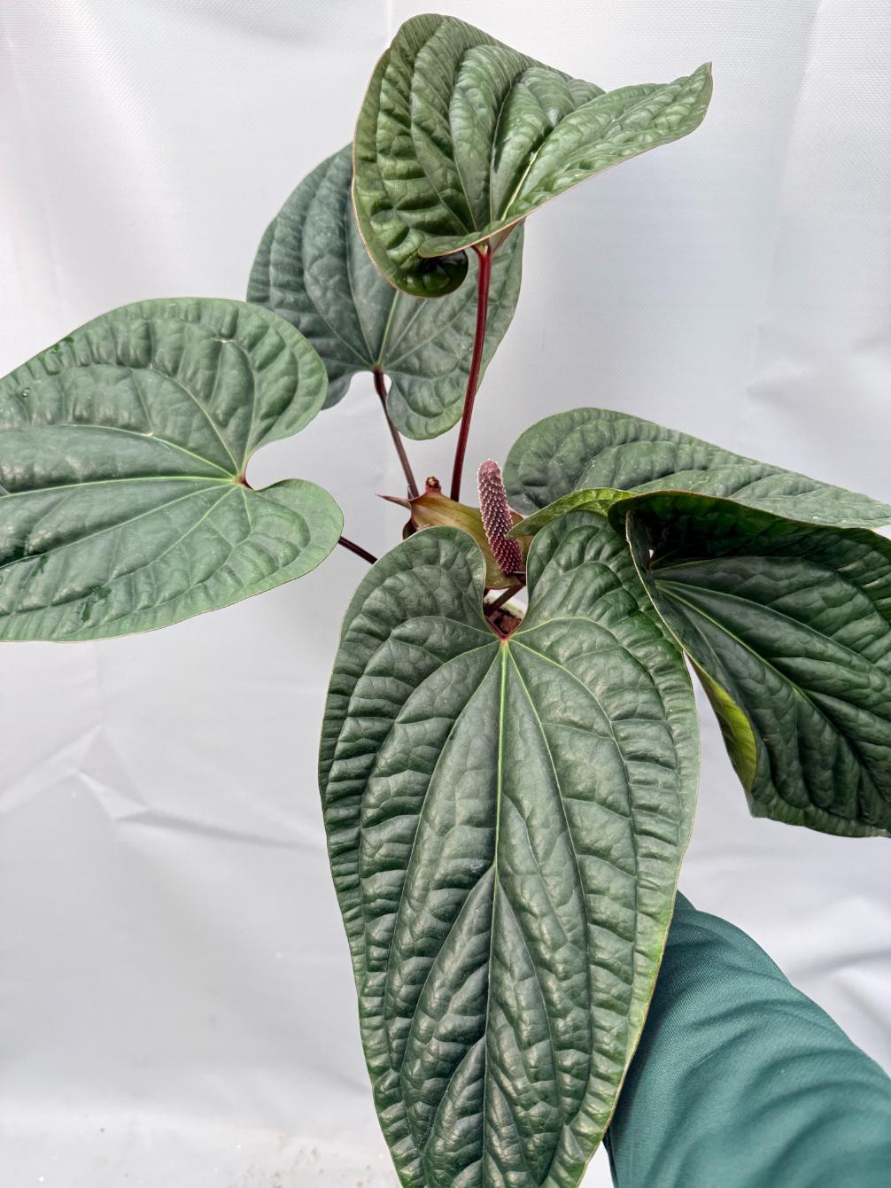 anthurium radicans x dressleri Anthurium Luxurians x Radicans