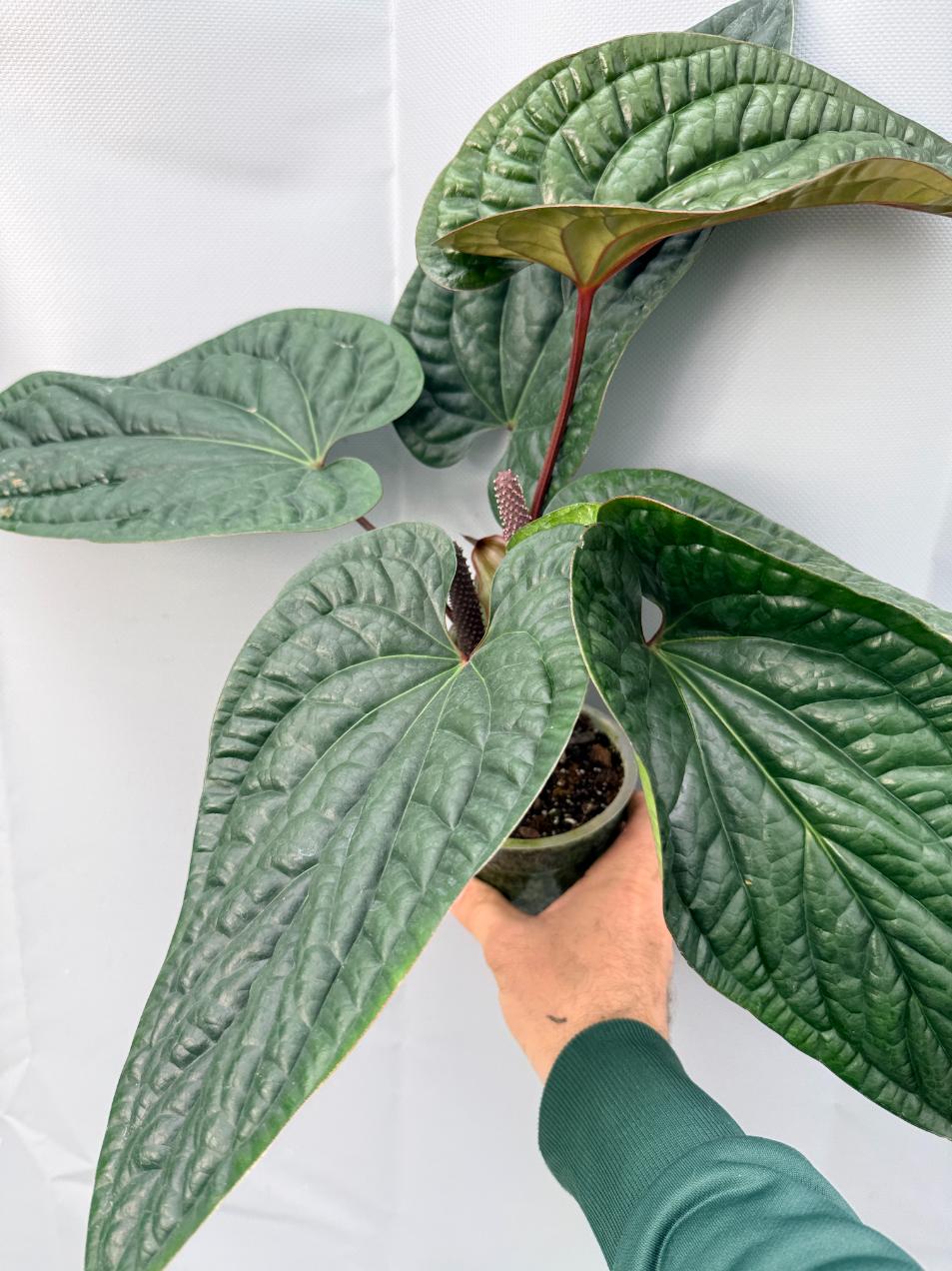 Anthurium Luxurians x Radicans