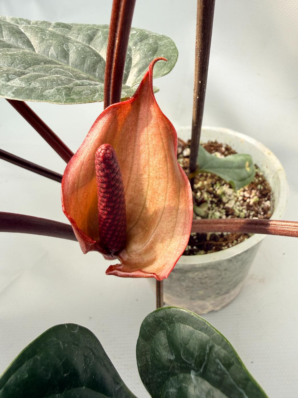 anthurium luxurians flower Anthurium Luxurians x Radicans XL