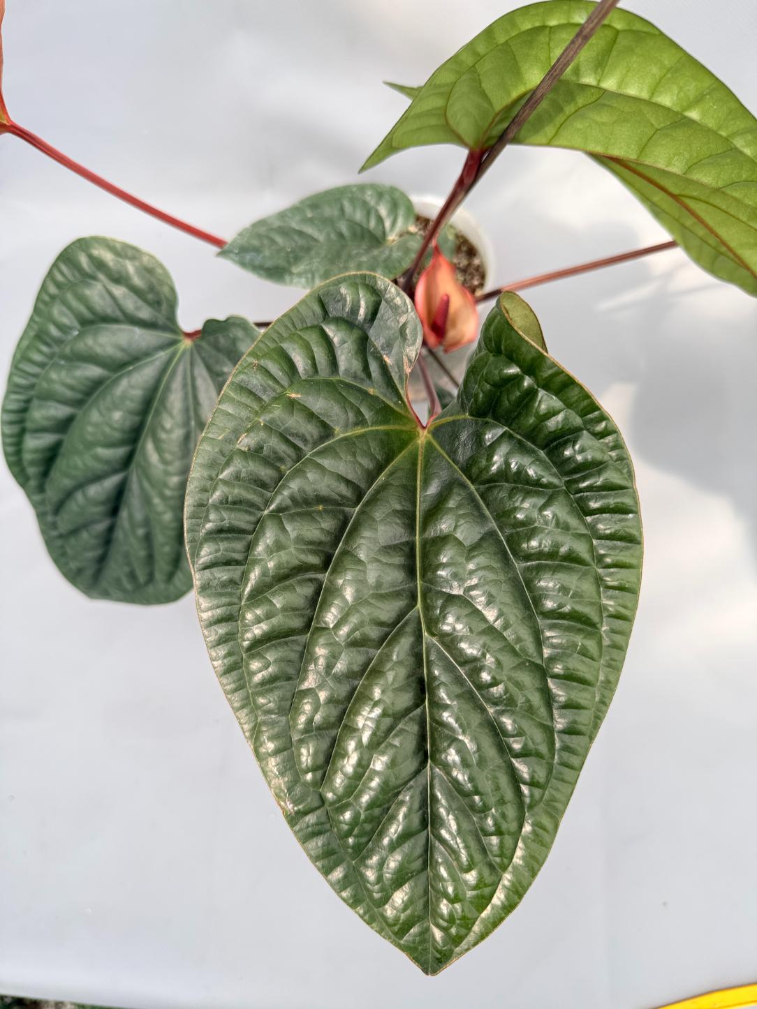Anthurium Luxurians x Radicans  XL