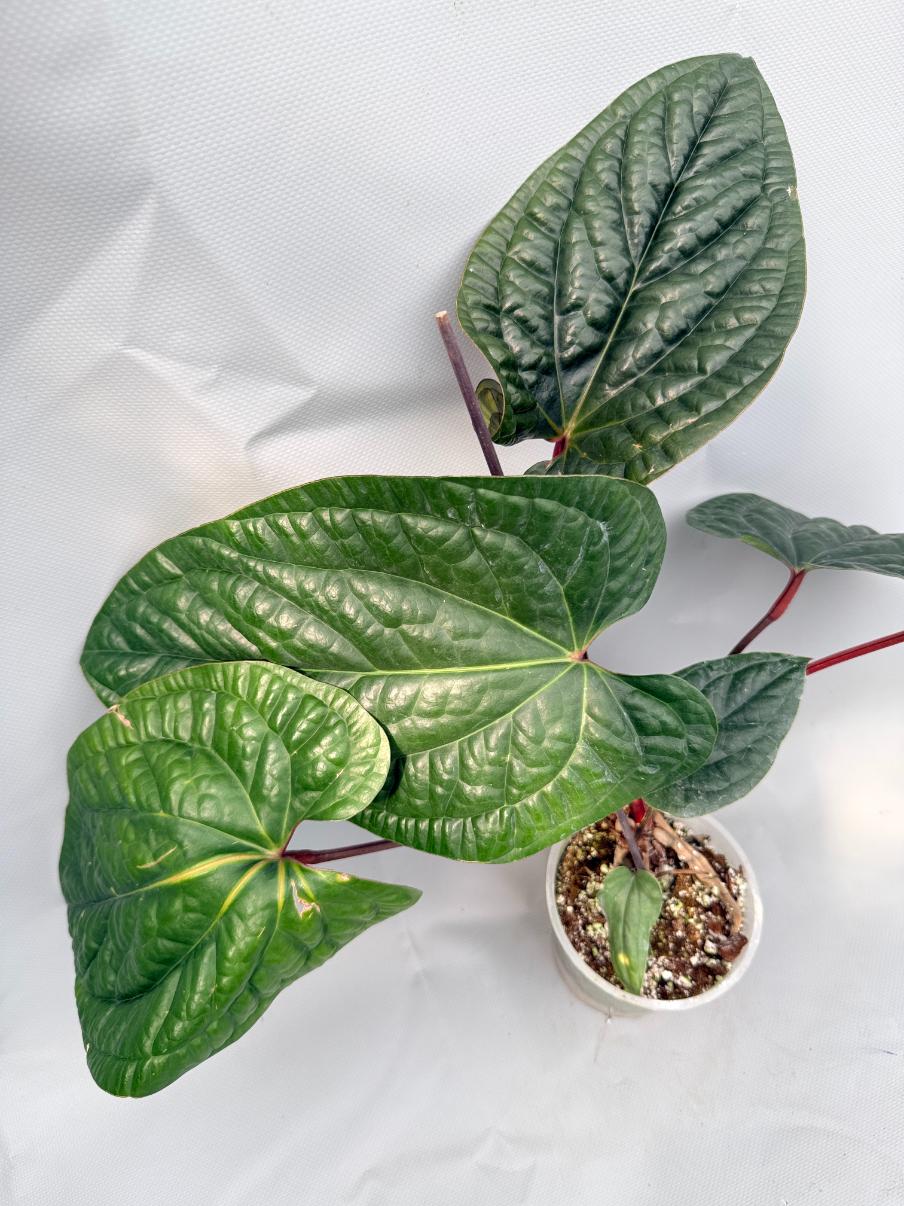 anthurium radicans vs luxurians Anthurium Luxurians x Radicans XL