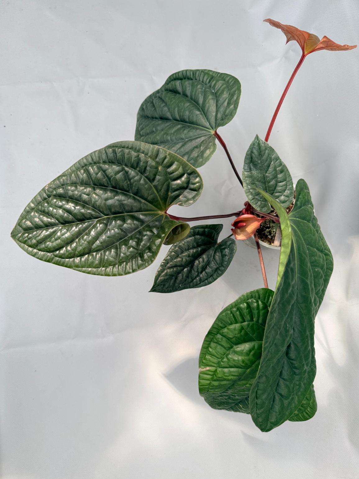 Anthurium Luxurians x Radicans  XL