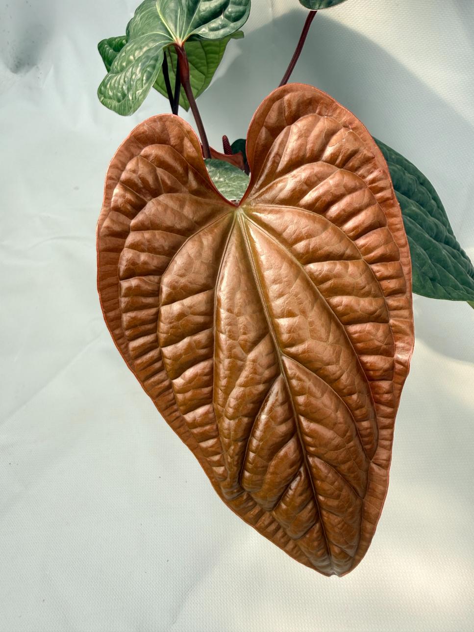Anthurium Luxurians x Radicans  XL