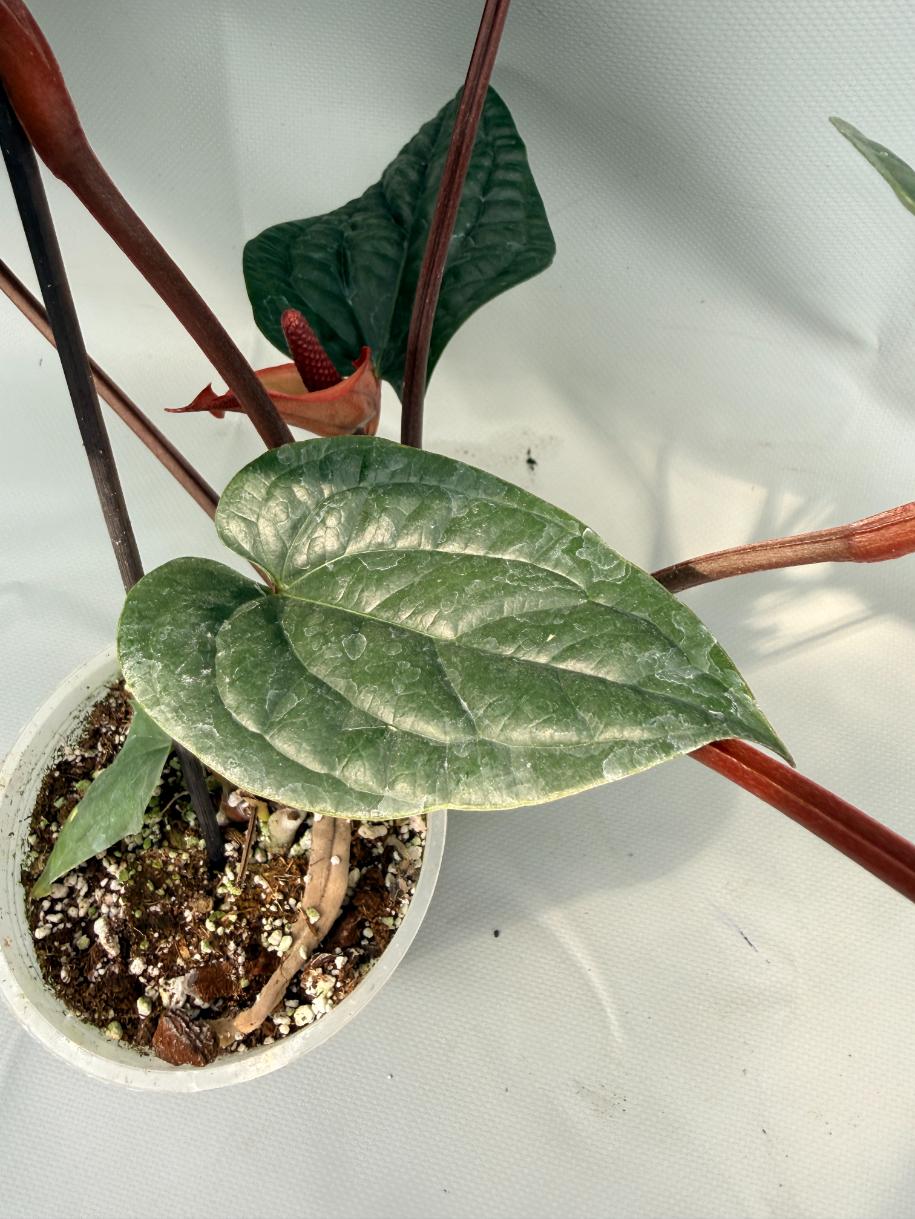 Anthurium Luxurians x Radicans  XL