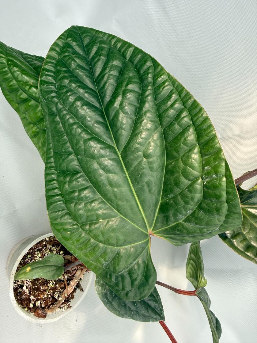Anthurium Luxurians x Radicans  XL