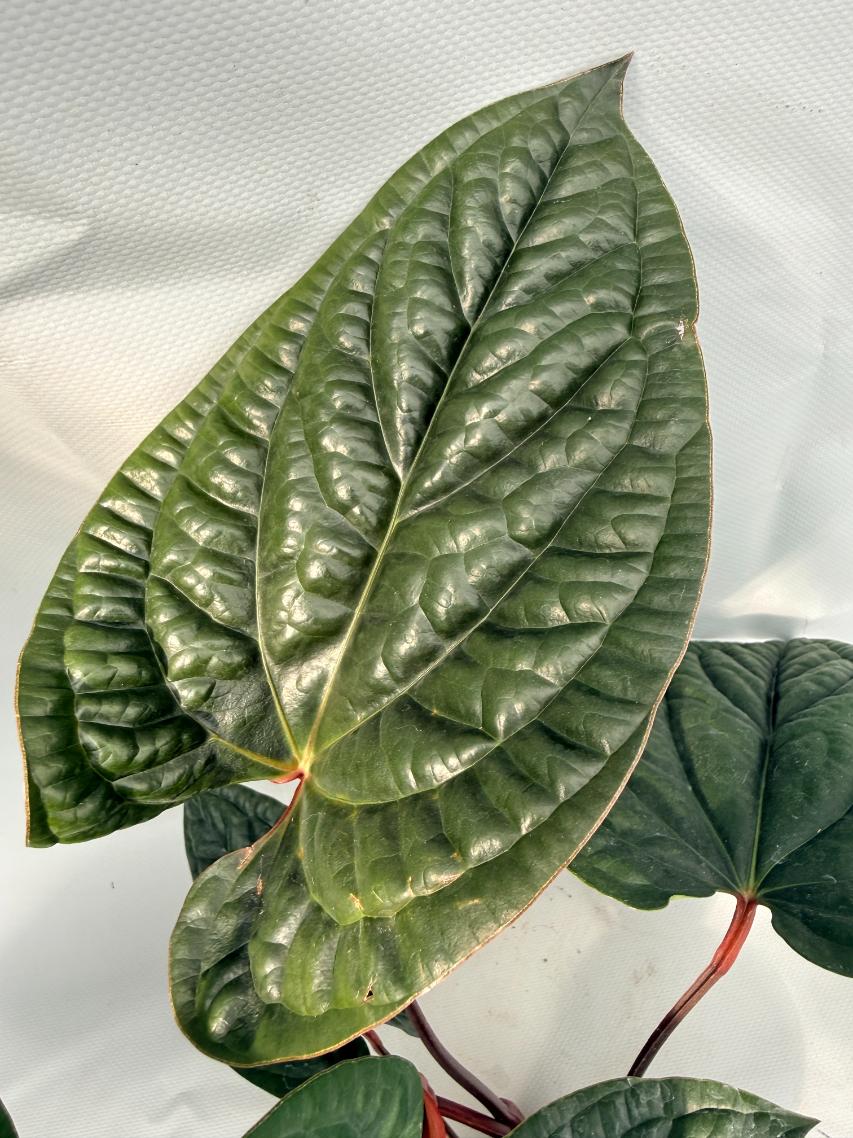 Anthurium Luxurians x Radicans  XL