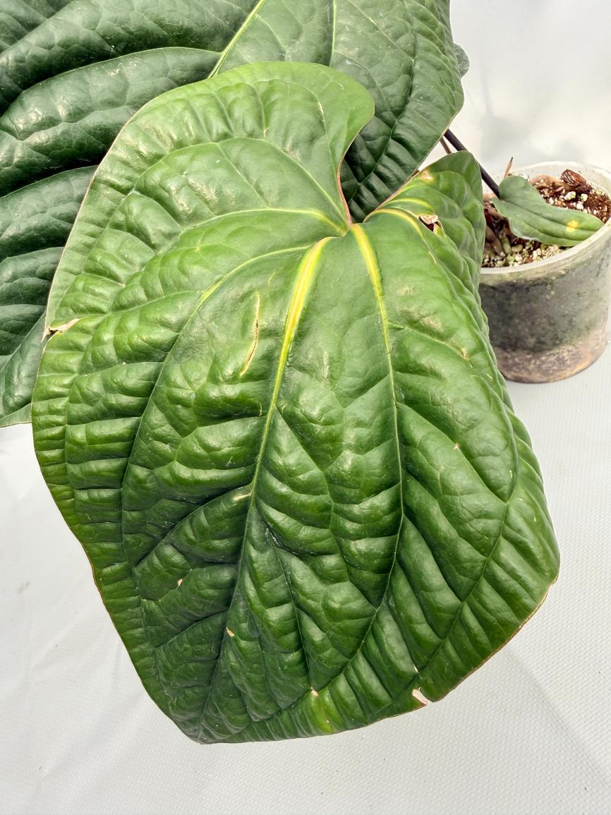 anthurium radicans vs luxurians Anthurium Luxurians x Radicans XL