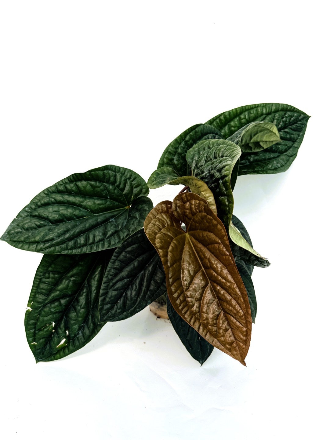 Anthurium_luxurians_x_adicans