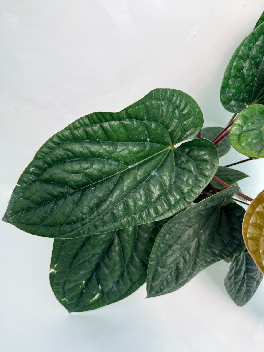 Anthurium_luxurians_x_adicans
