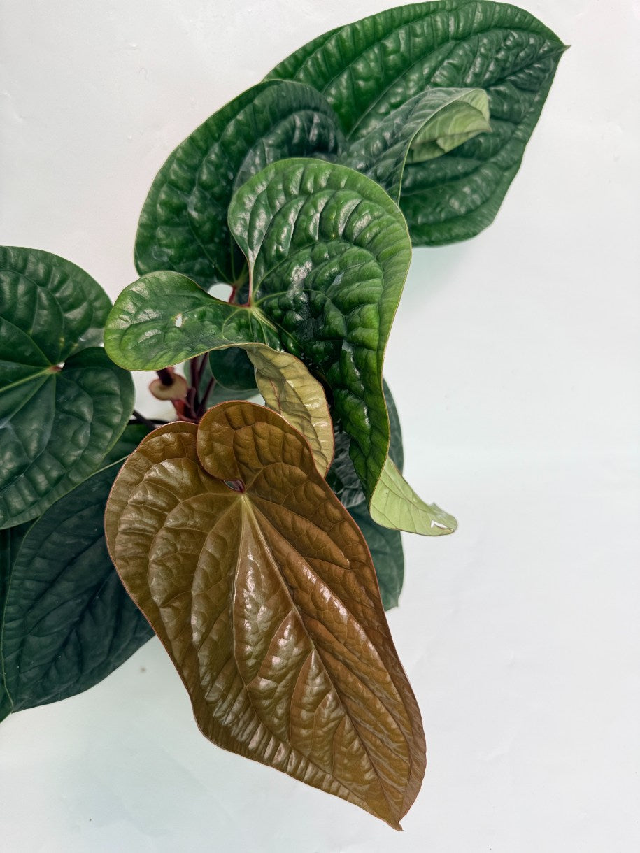 Anthurium_luxurians_x_adicans