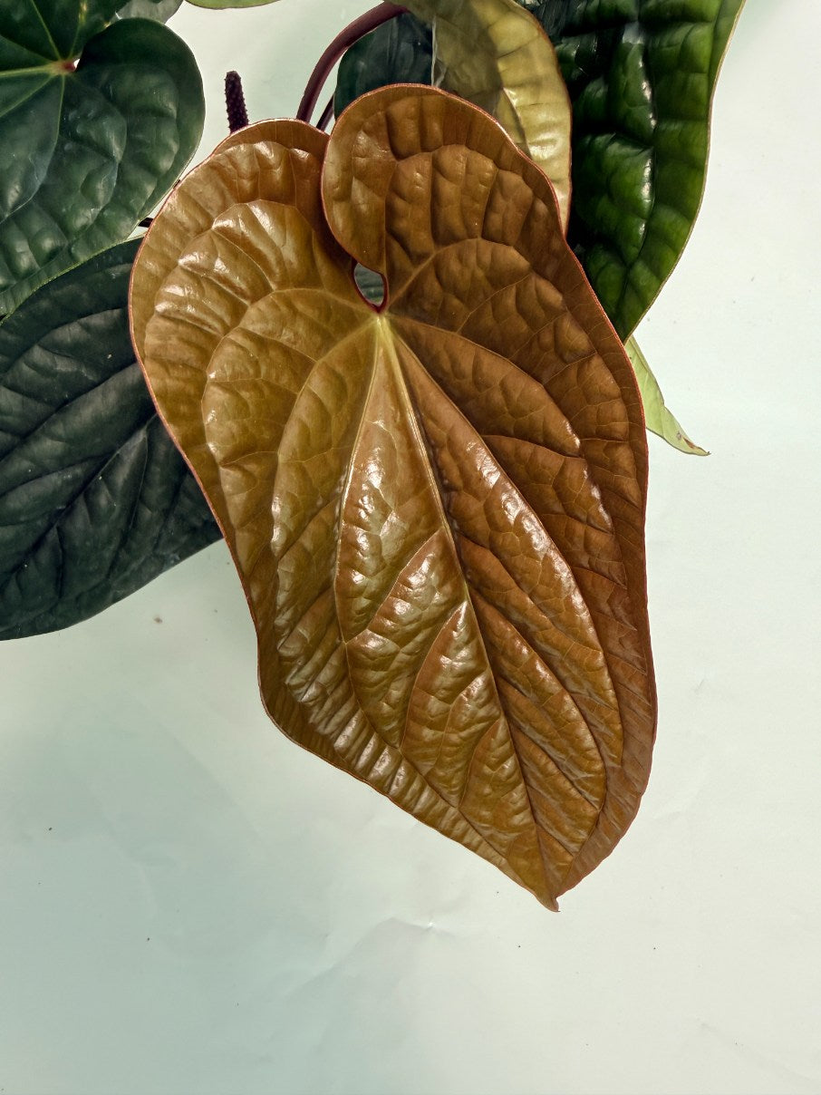 Anthurium_luxurians_x_adicans