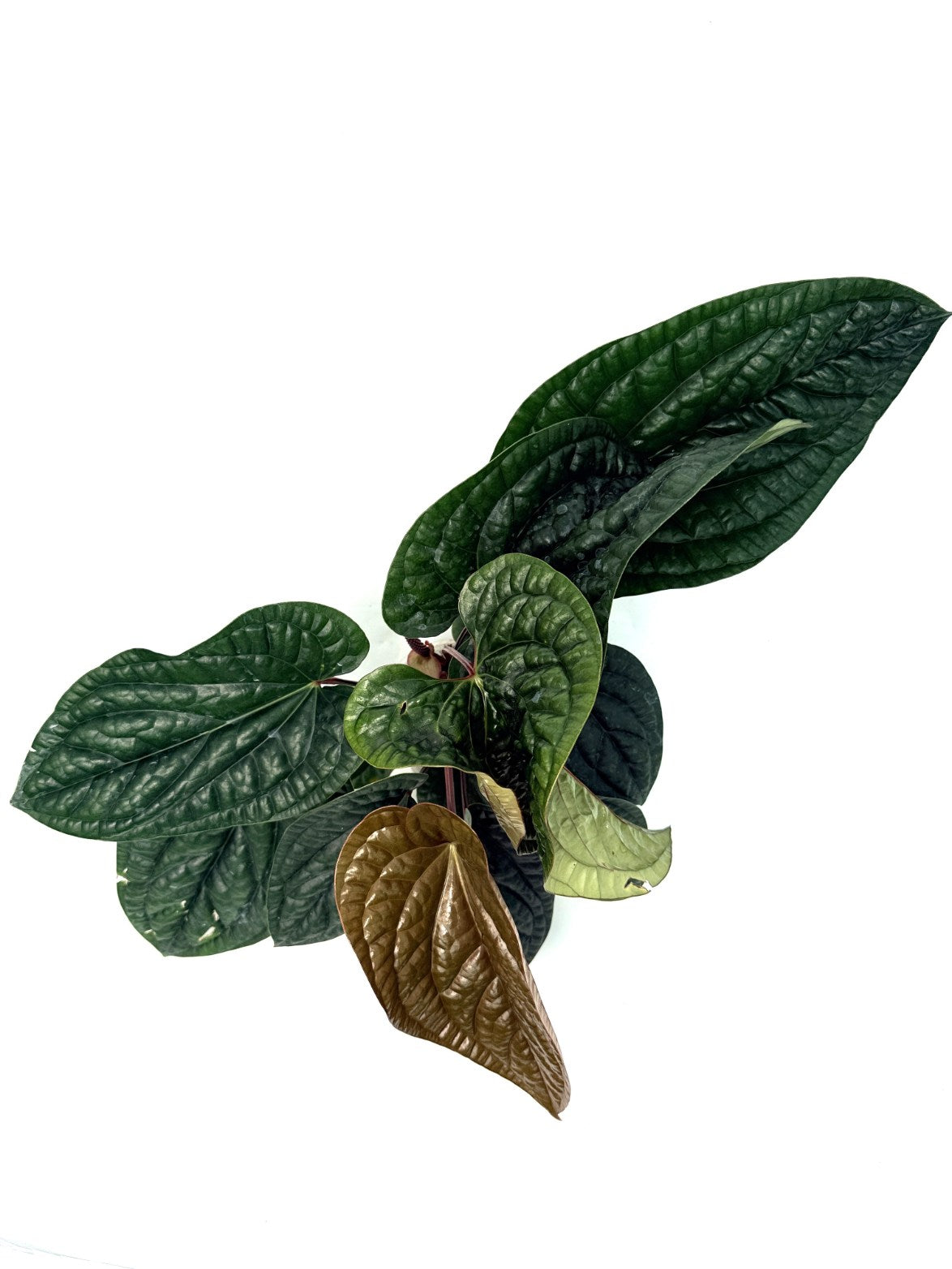 Anthurium_luxurians_x_adicans