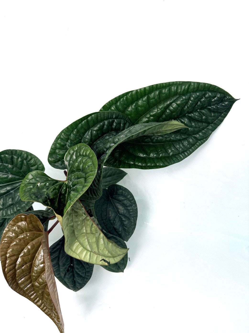 Anthurium_luxurians_x_adicans