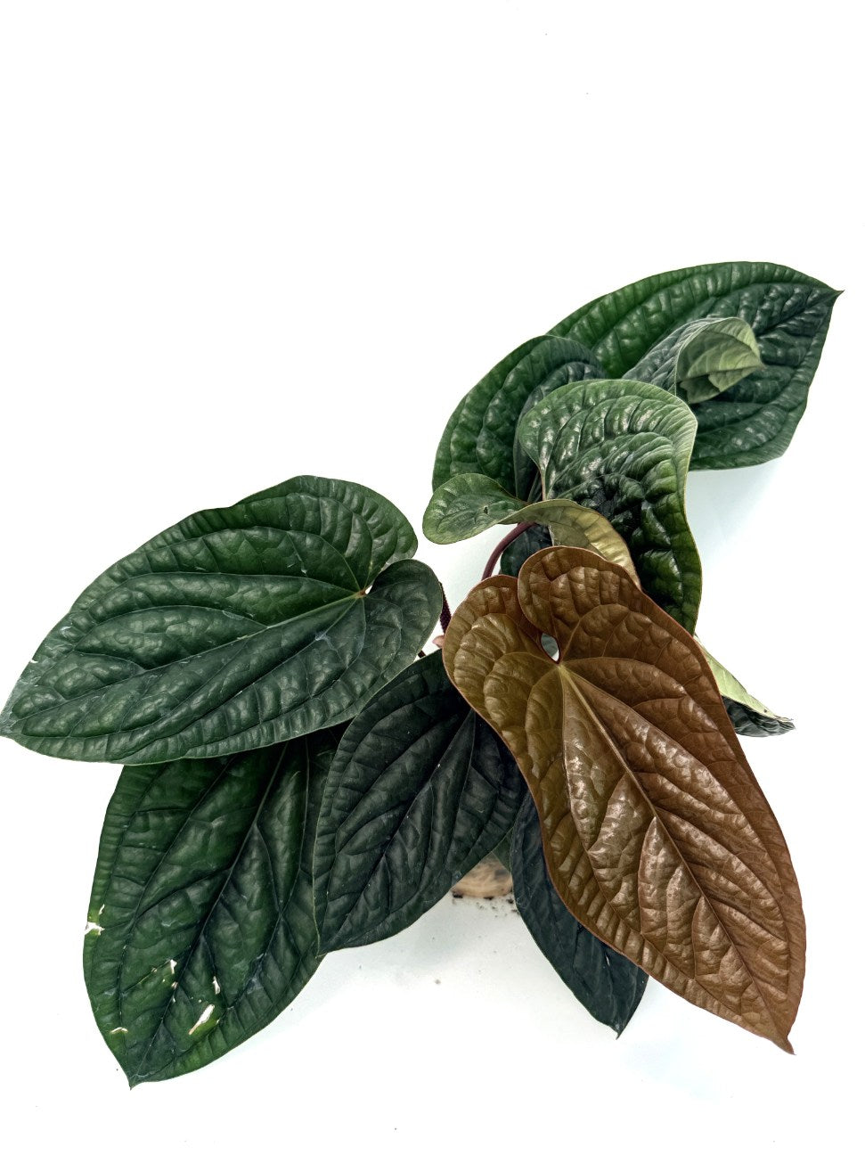 Anthurium_luxurians_x_adicans