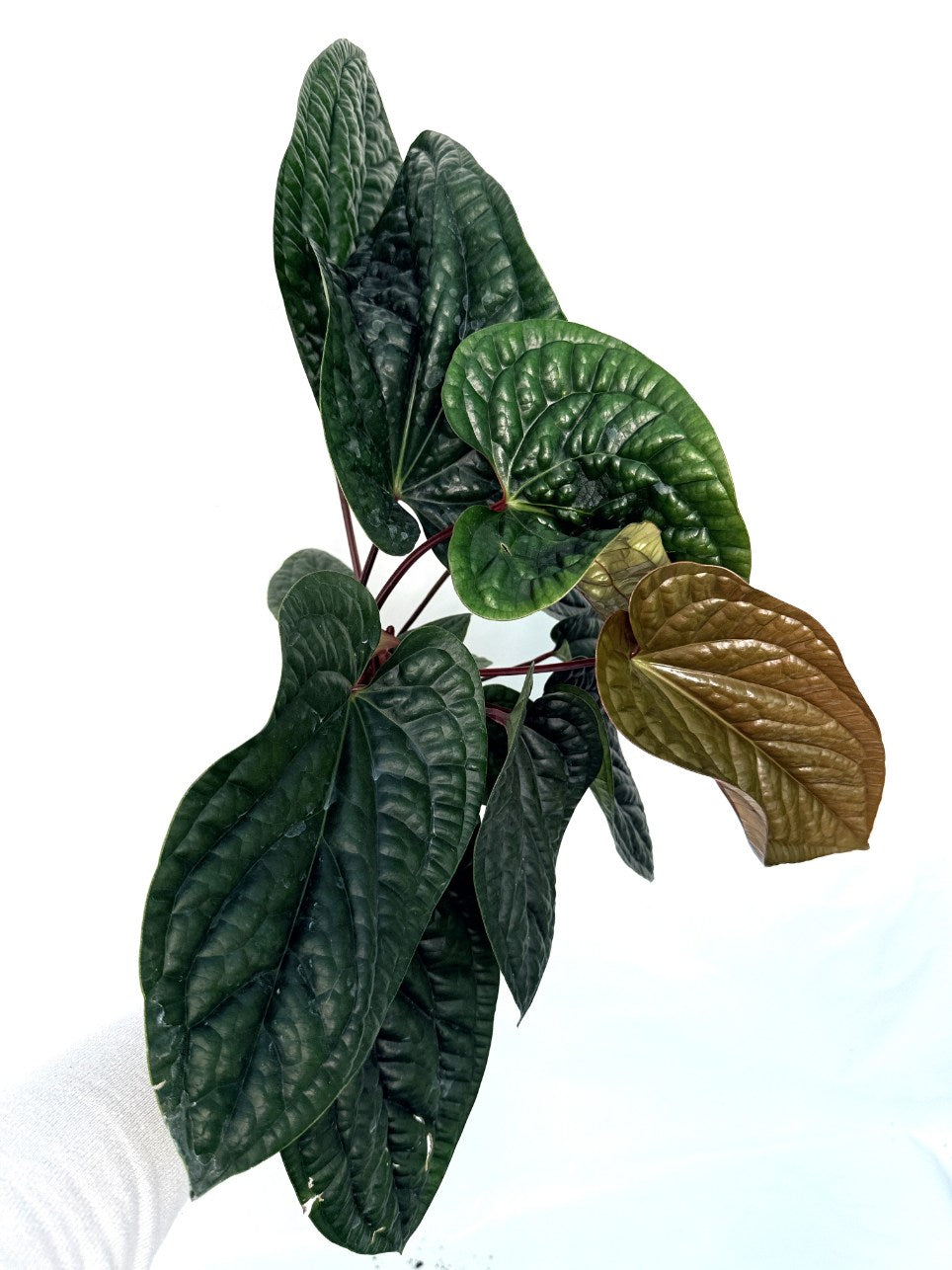 Anthurium_luxurians_x_adicans