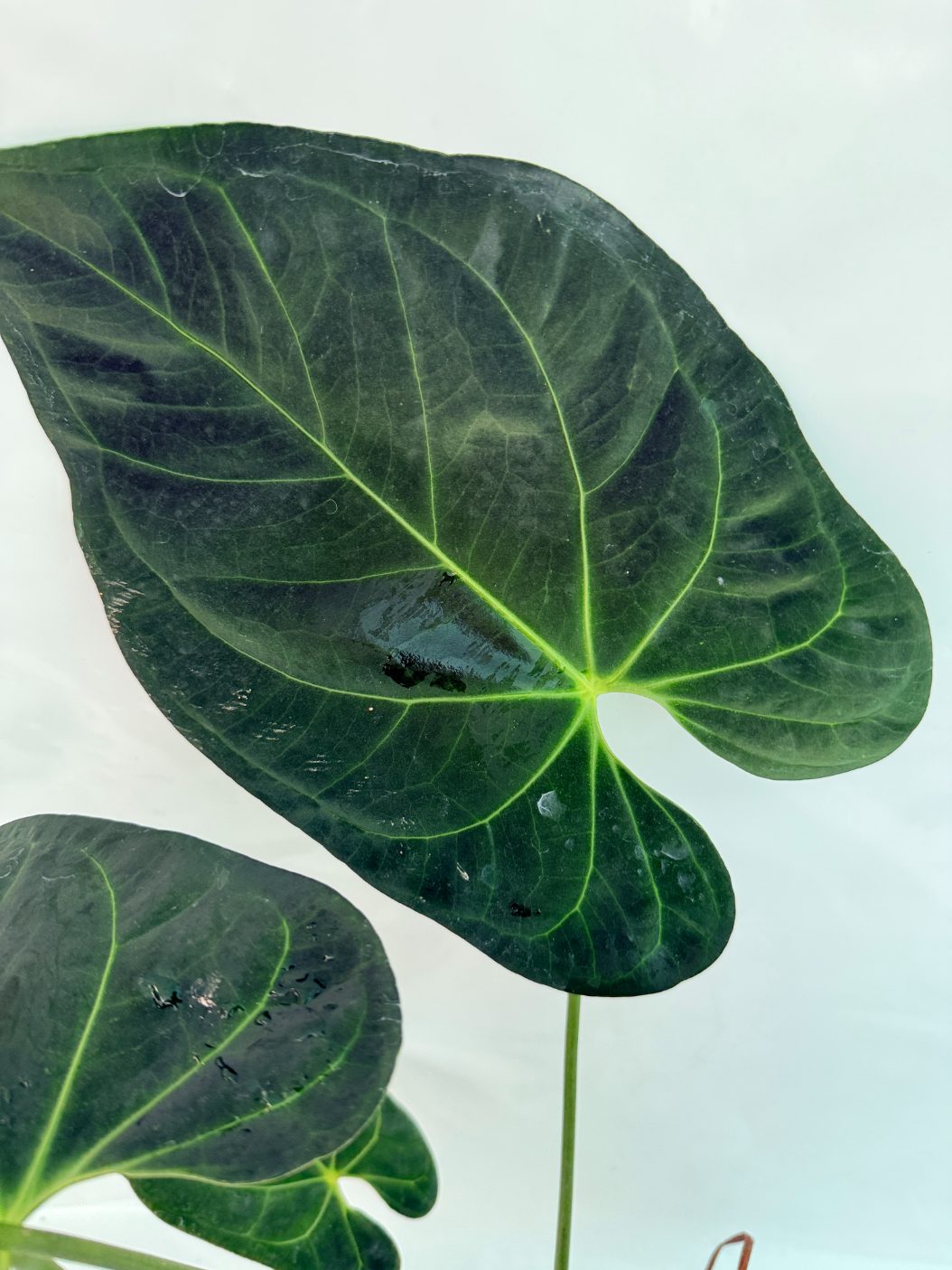 Anthurium Papillilaminum x Magnificum | Welovetropicalplants