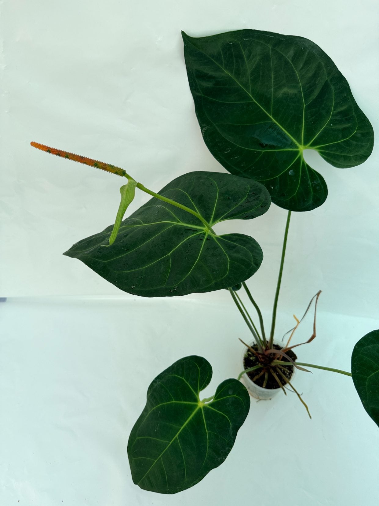 Anthurium_papillilaminum_x_magnificum25-10-28-6