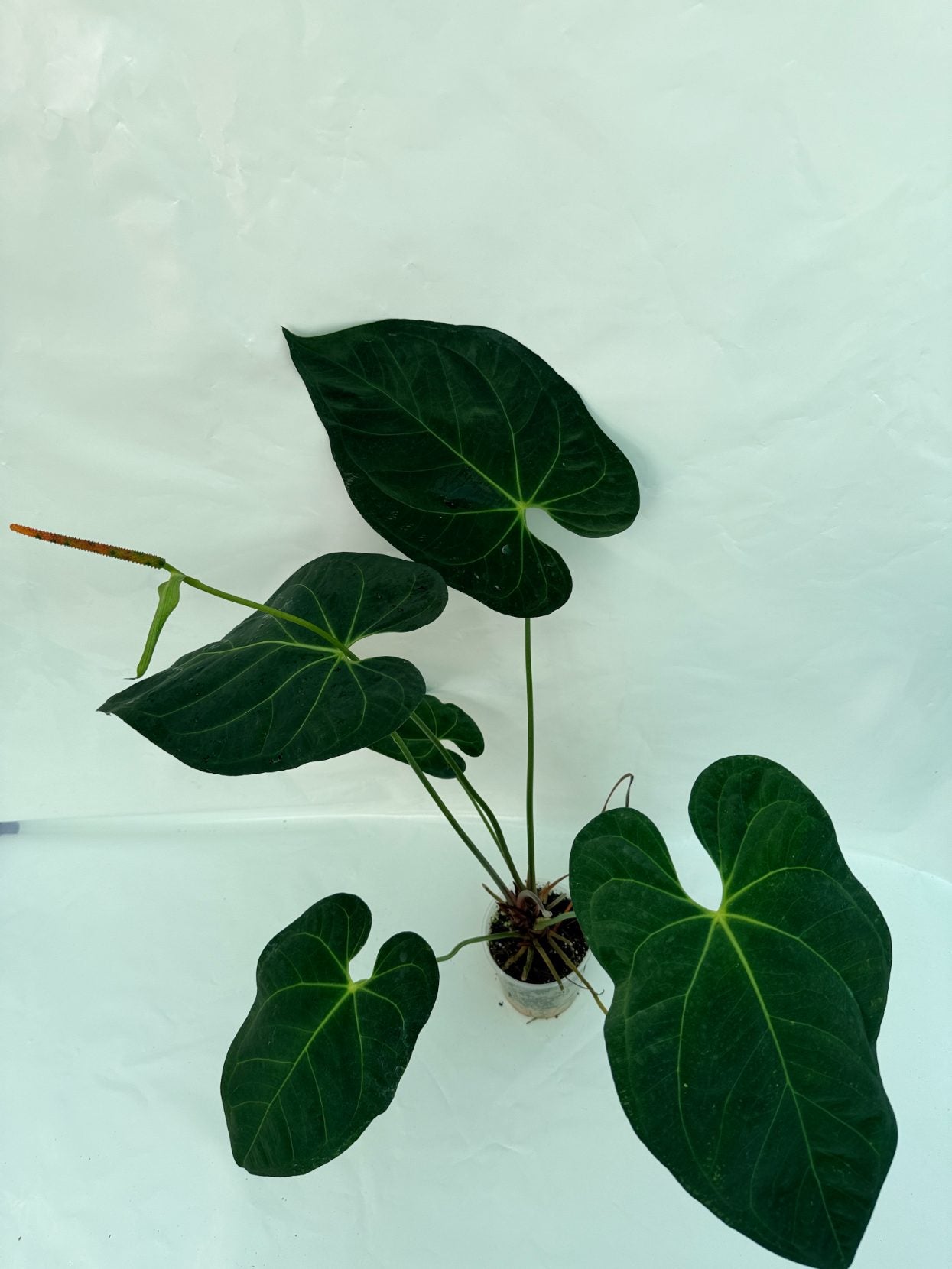 Anthurium_papillilaminum_x_magnificum25-10-28-6