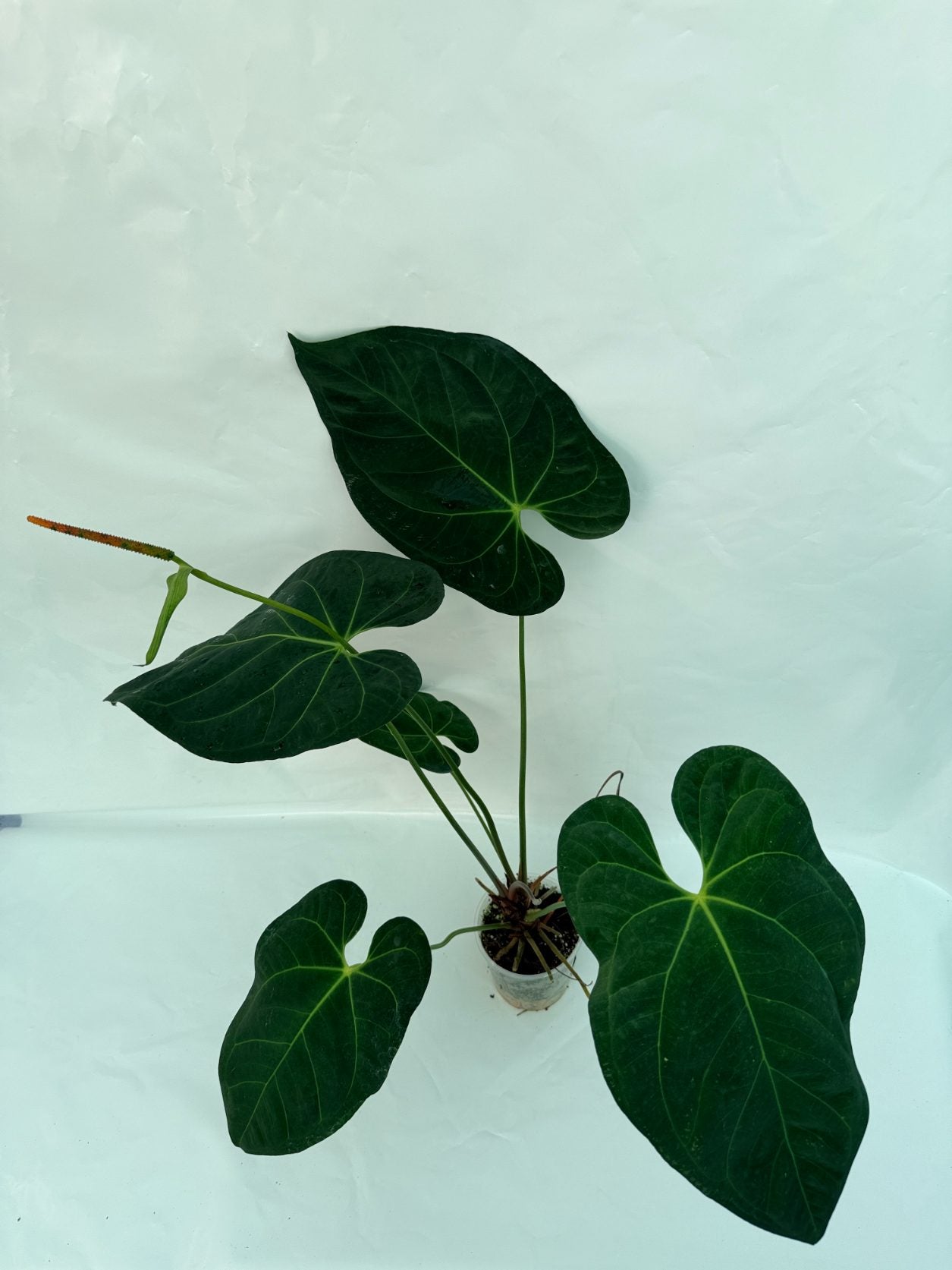 Anthurium_papillilaminum_x_magnificum25-10-28-6