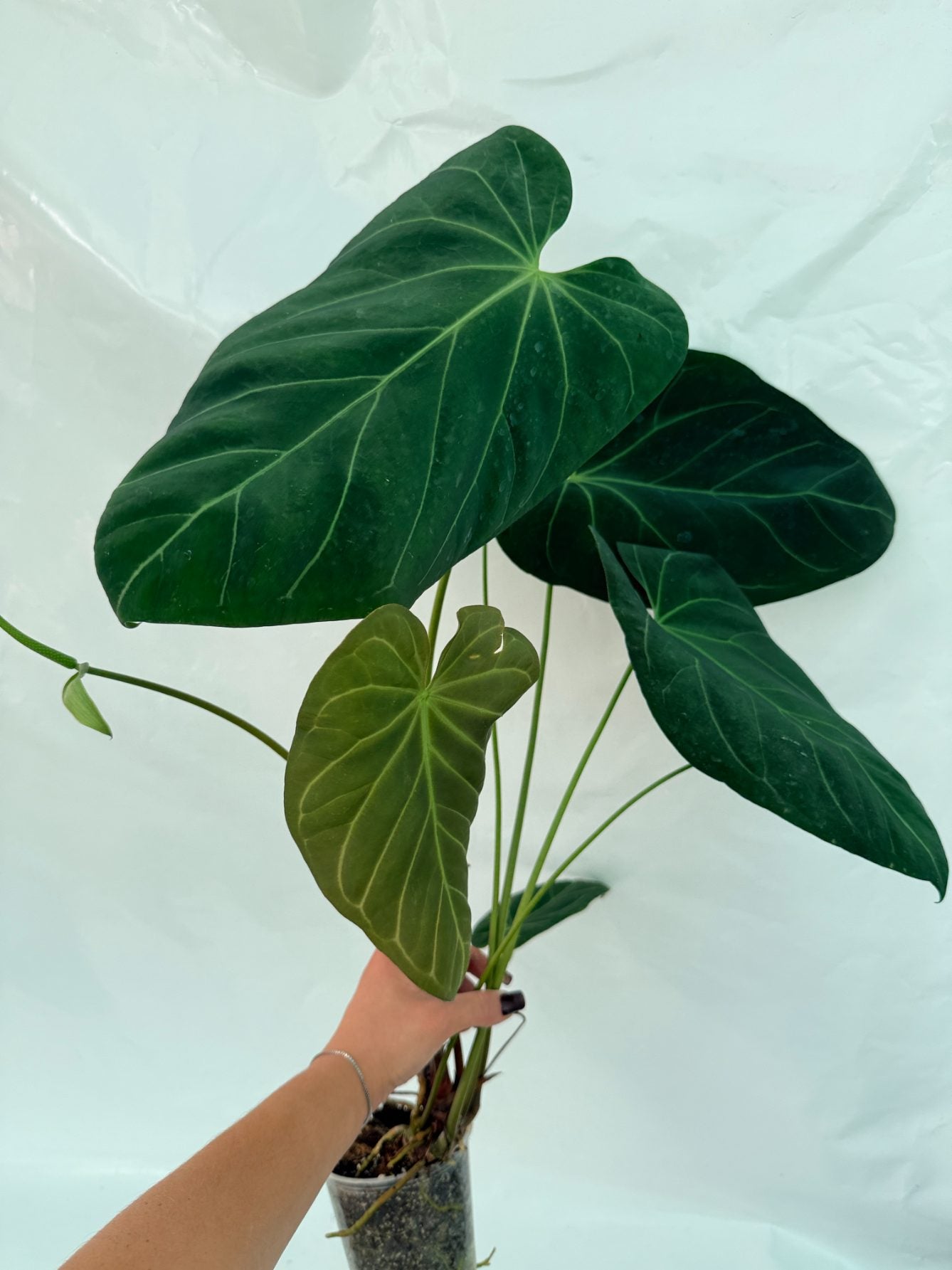 Anthurium_papillilaminum_x_magnificum25-10-28-8