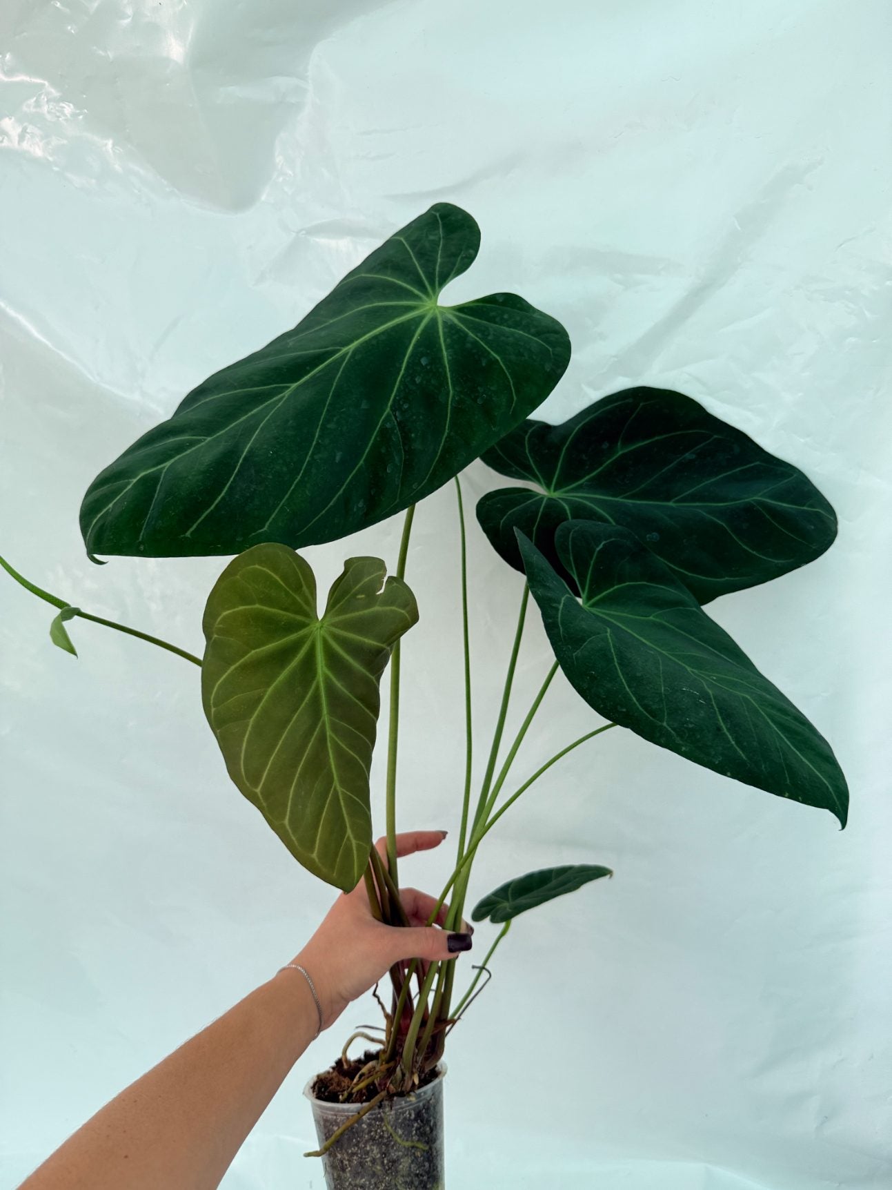 Anthurium_papillilaminum_x_magnificum25-10-28-8