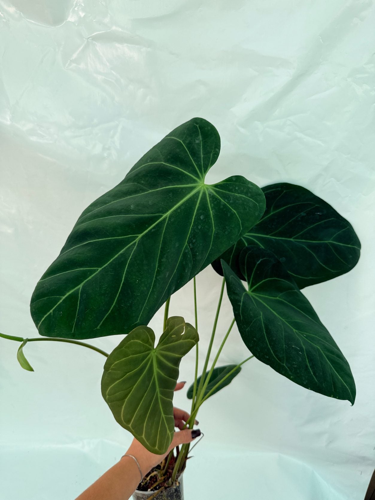 Anthurium_papillilaminum_x_magnificum25-10-28-8