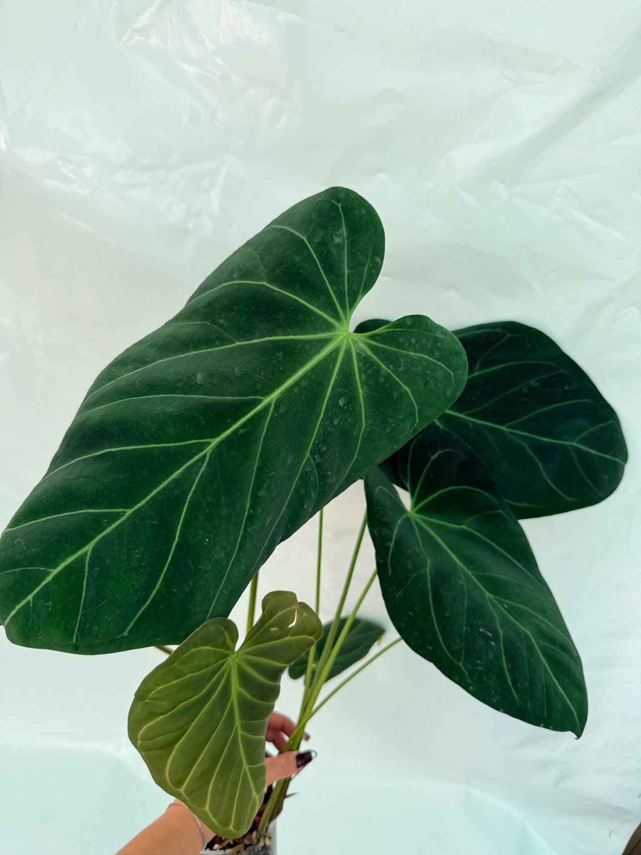 Anthurium_papillilaminum_x_magnificum25-10-28-8