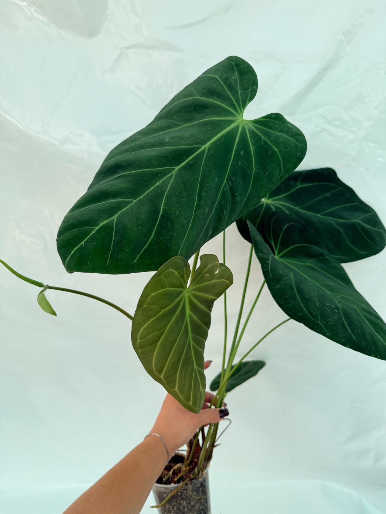 Anthurium_papillilaminum_x_magnificum25-10-28-8