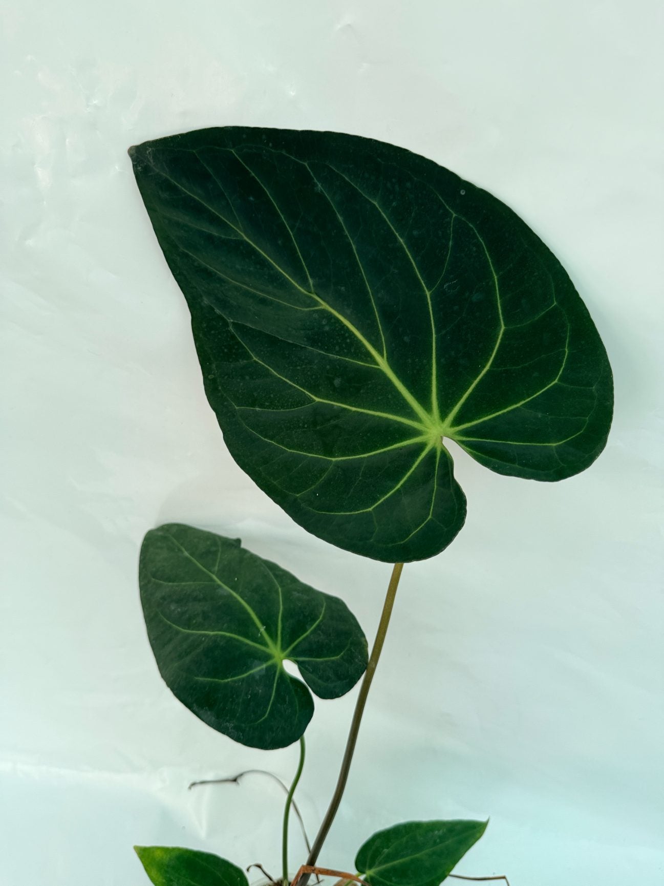 Anthurium_papillilaminum_x_magnificum25-10-28-9