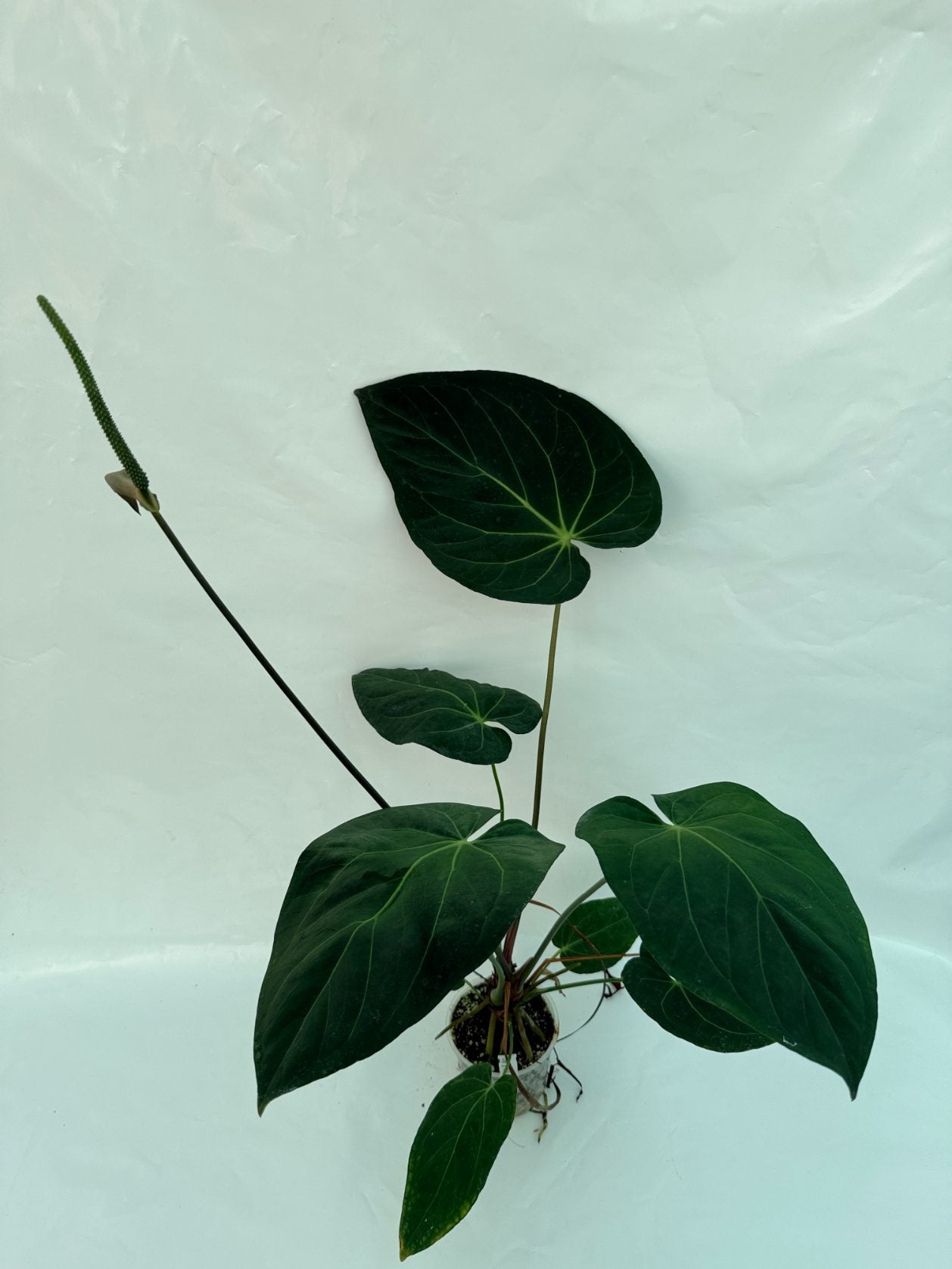 Anthurium_papillilaminum_x_magnificum25-10-28-9